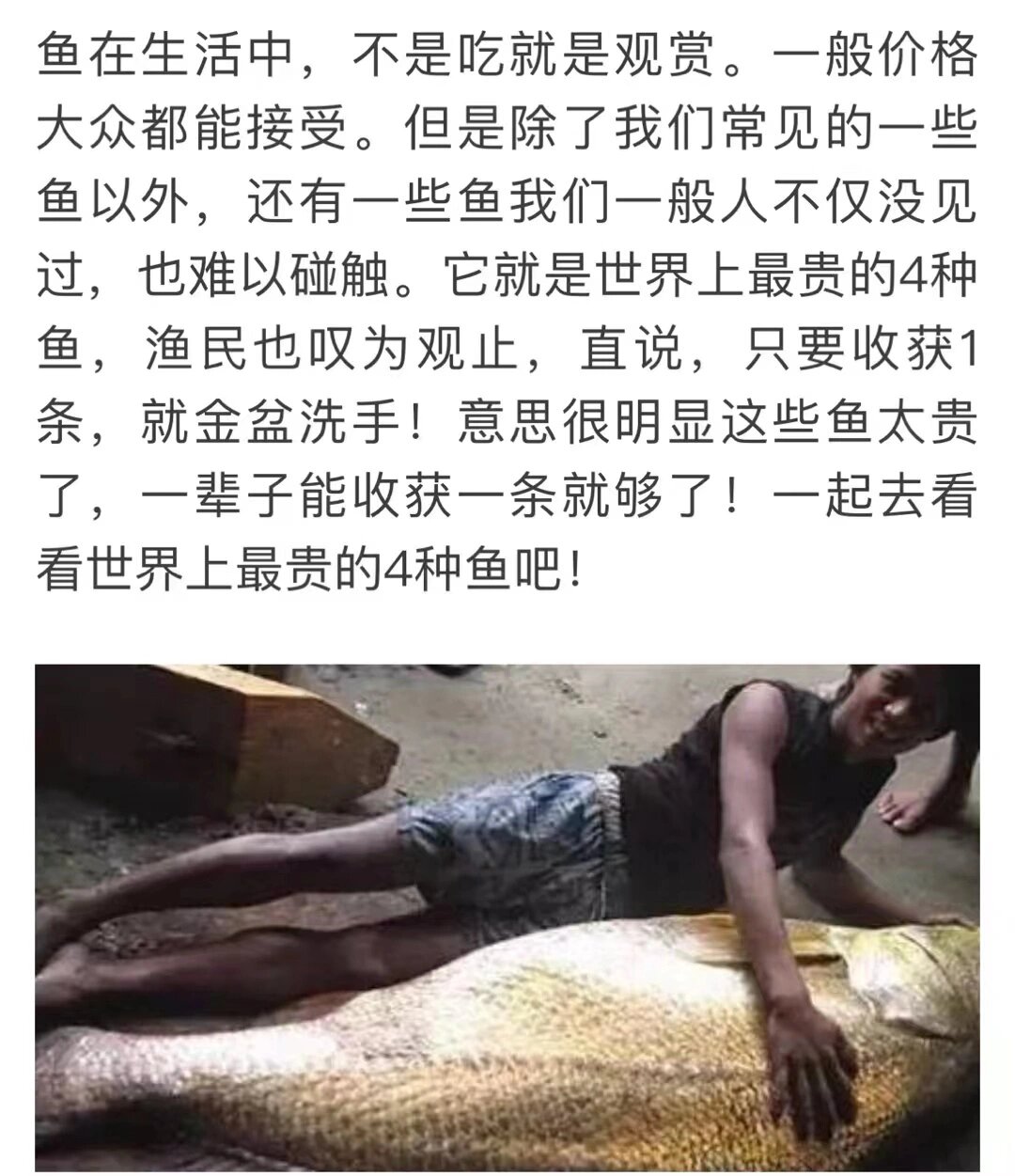 止咳神器～野生鱼鳞,谁试效果谁知道 好多人可能还不解金钱鳘鱼鳞价格