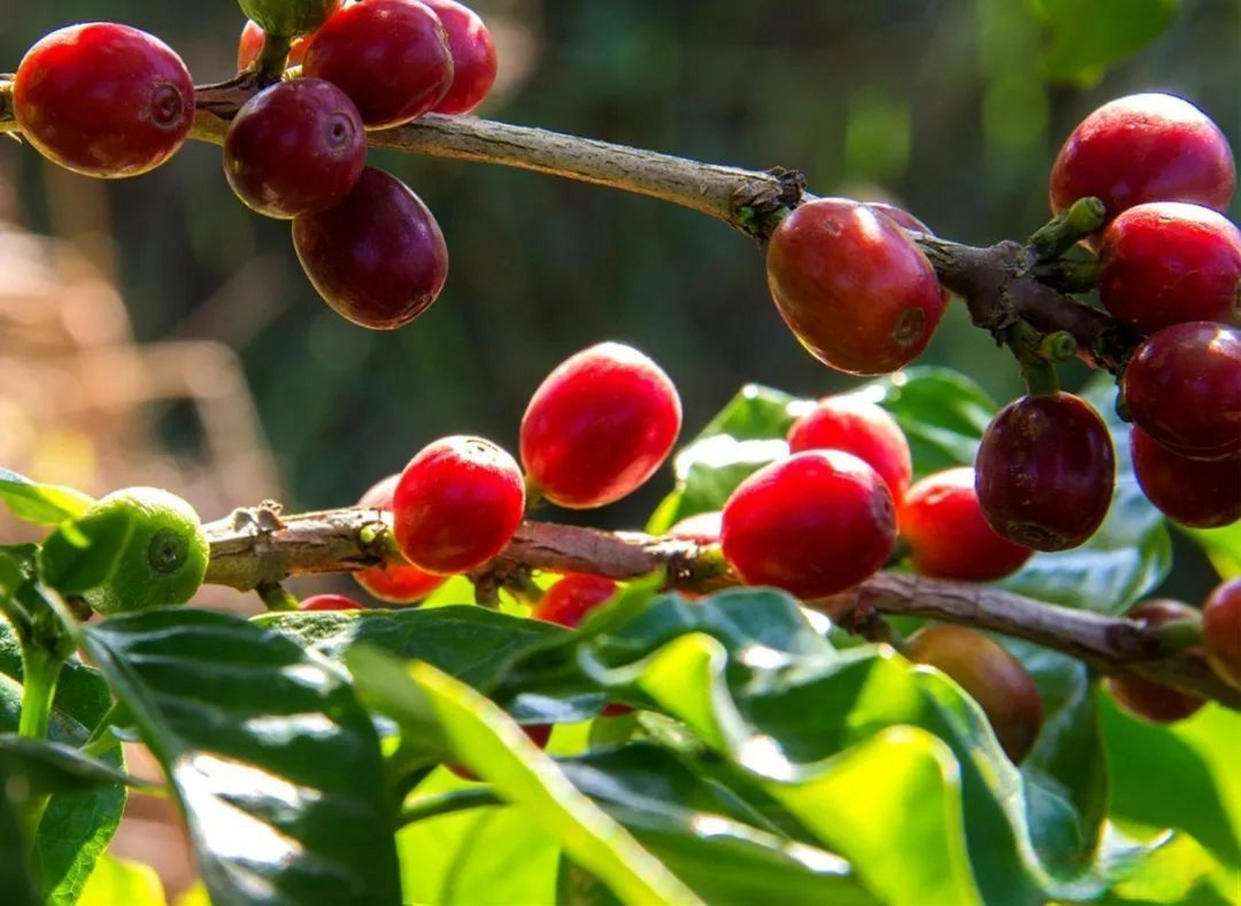 走进潞江坝,一股热浪扑面而来,这里,是云南保山小粒咖啡的产地,属于
