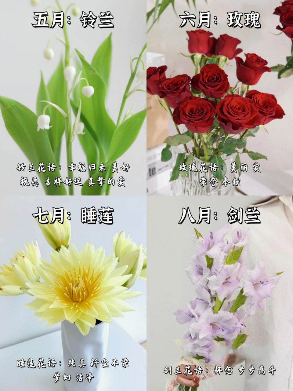 送花指南‖你的生日对应什么鲜花(1-12月) 找到你生日的生辰花,了解它