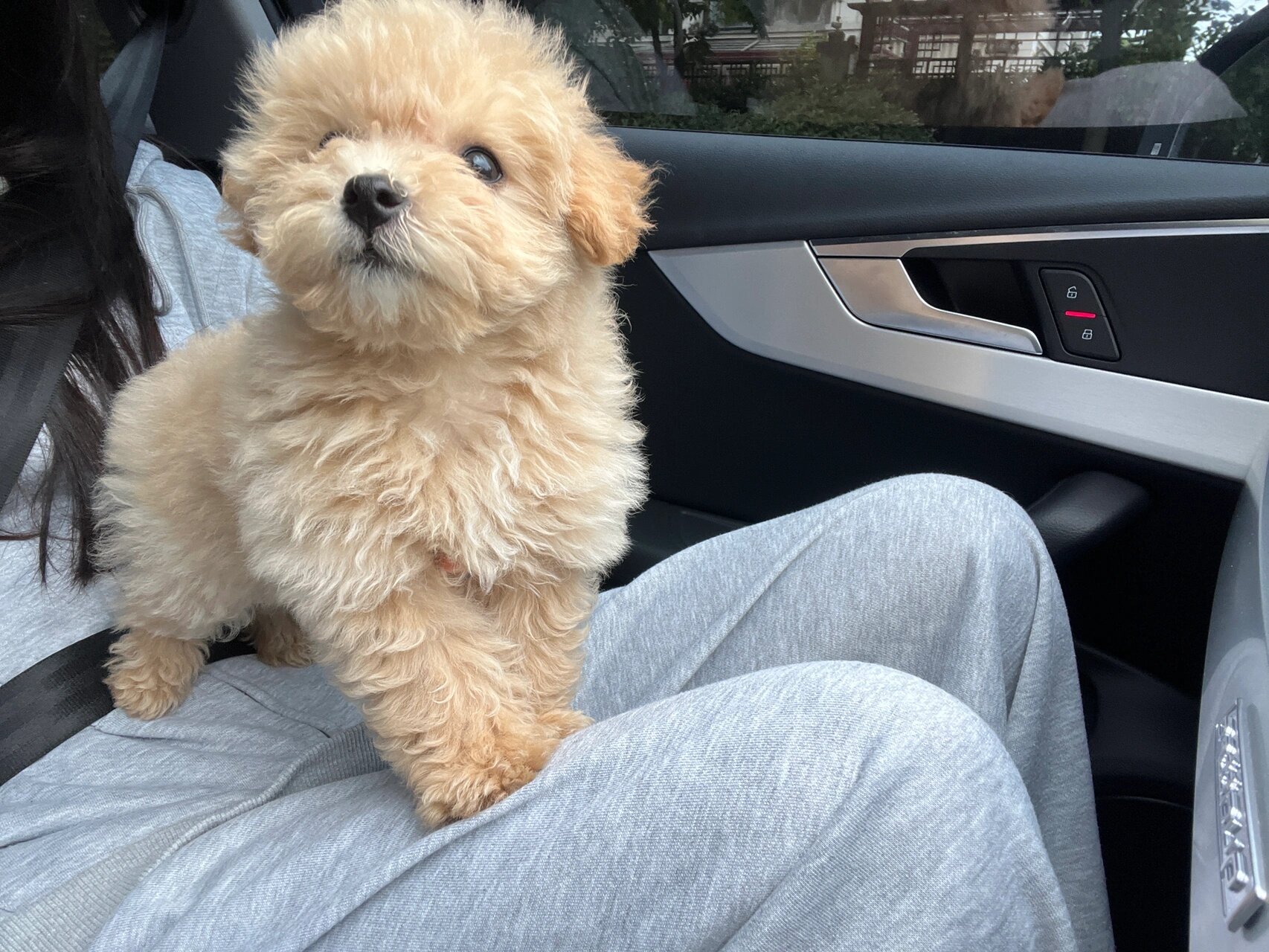 香槟色泰迪 世上真有这么可爱的粘人精吗