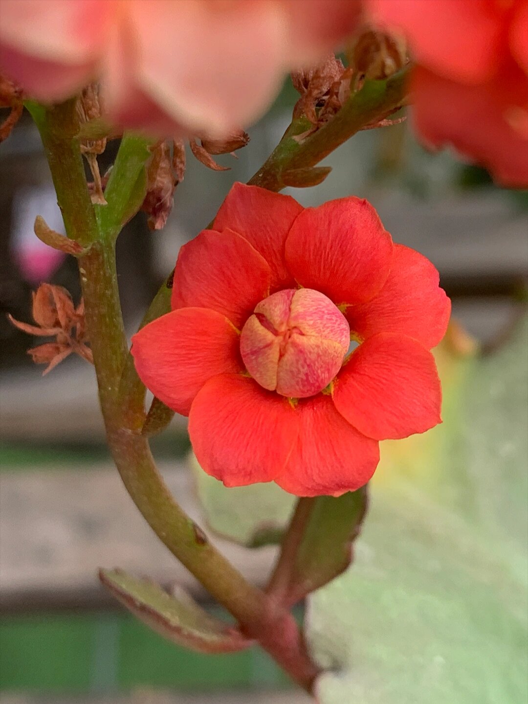 盖茨长寿花(33),西瓜红色 盖茨长寿花 一个开西瓜红色大花的长寿花.