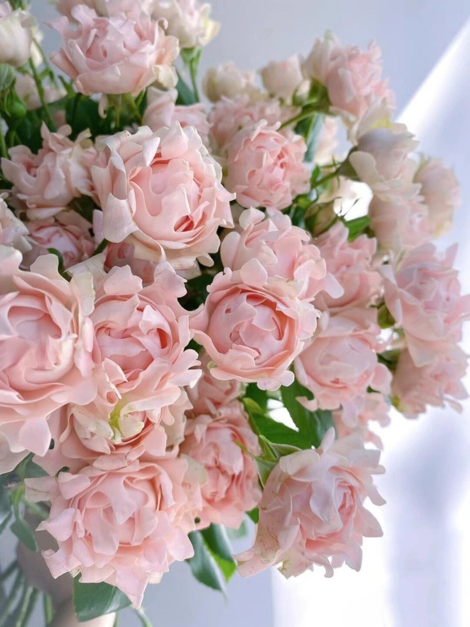 每天认识一种花-苏芬(多头玫瑰) 别名:玫瑰,多头海葵 苏芬 花语:初恋