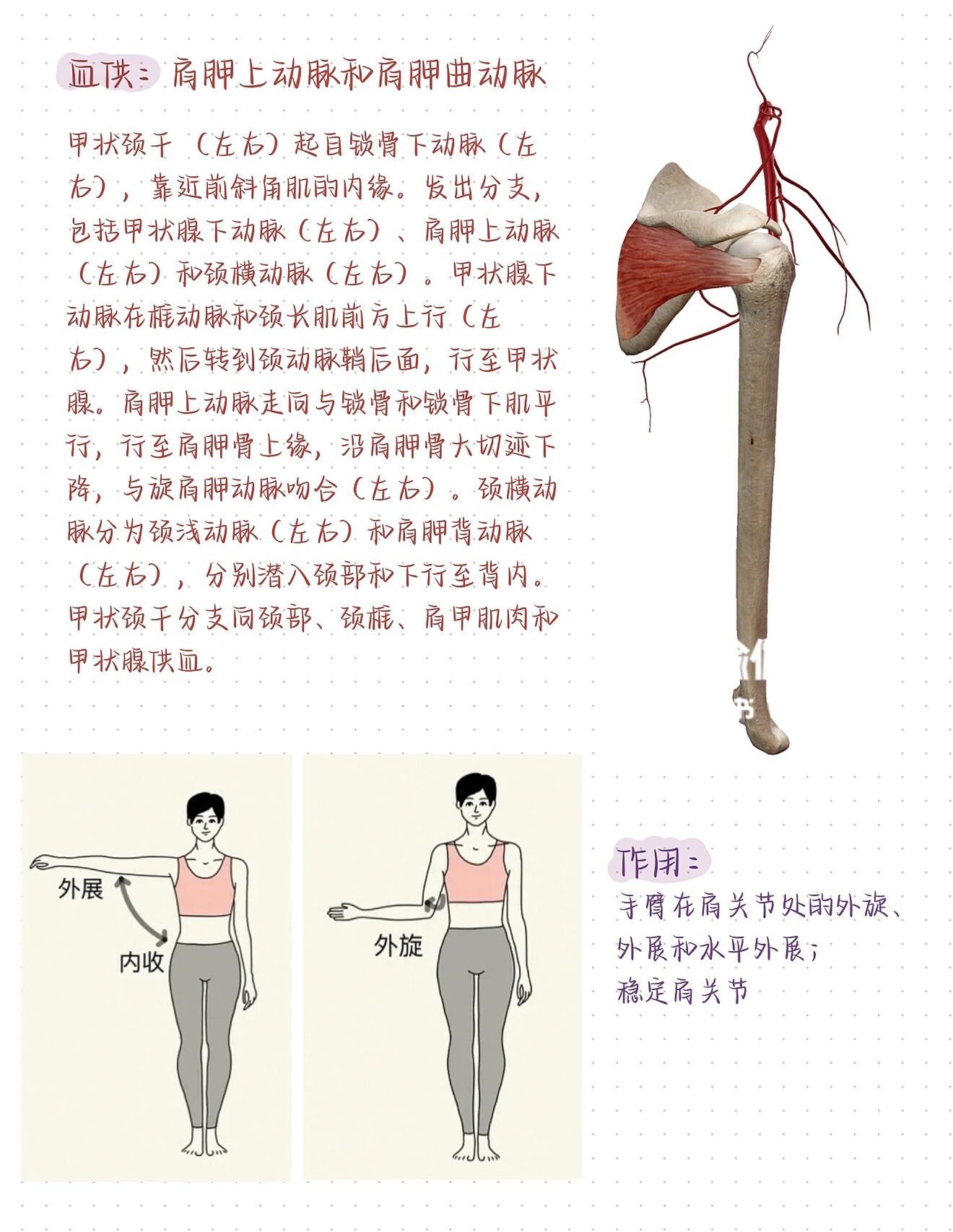 冈下肌拉伸图片