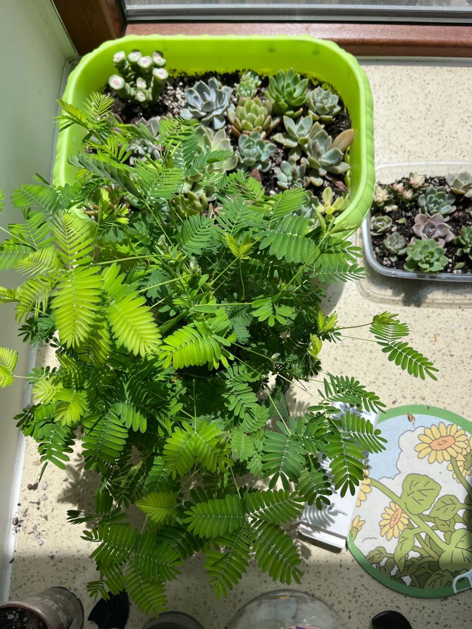 含羞草需要修剪嘛?它好大一颗 需要去头嘛?图2是刚买回来的样子