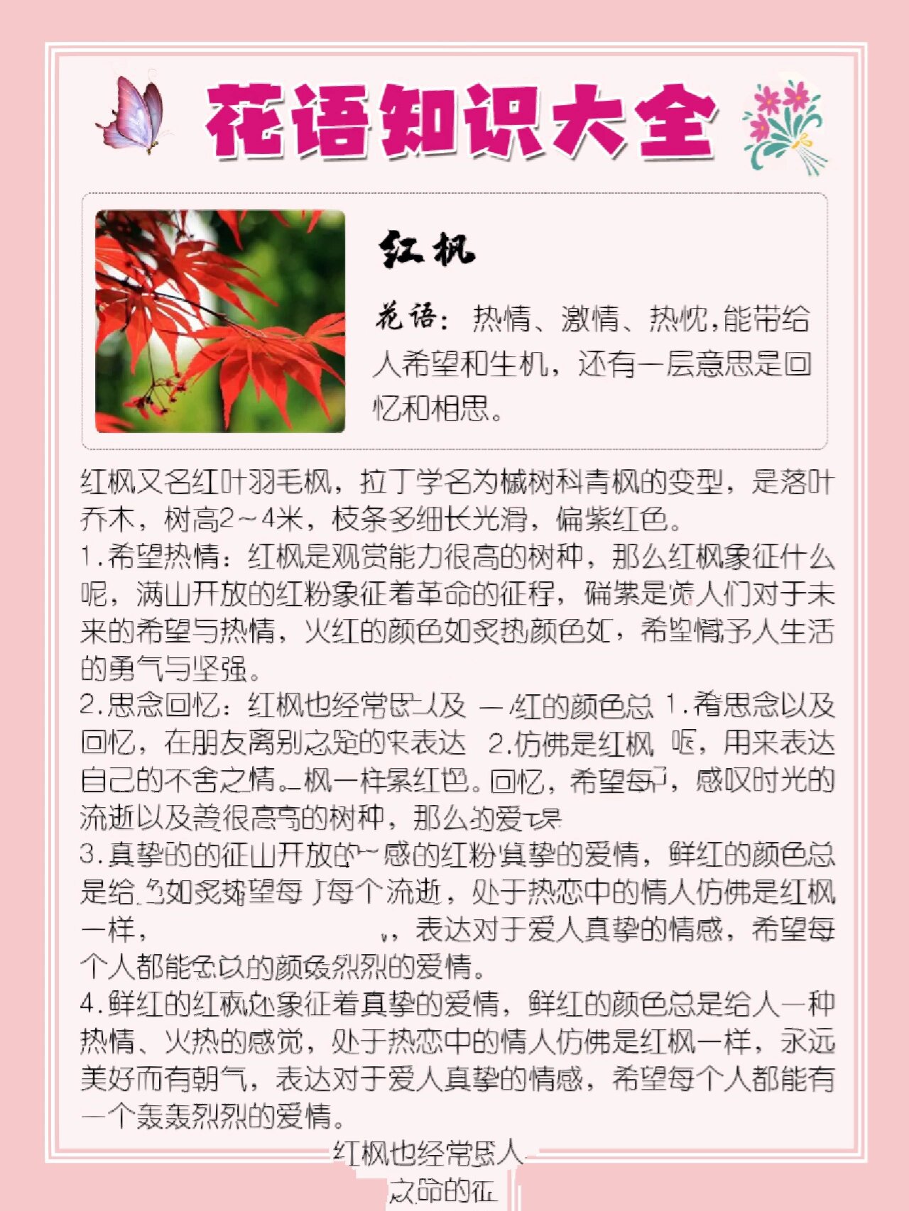 枫叶花语图片