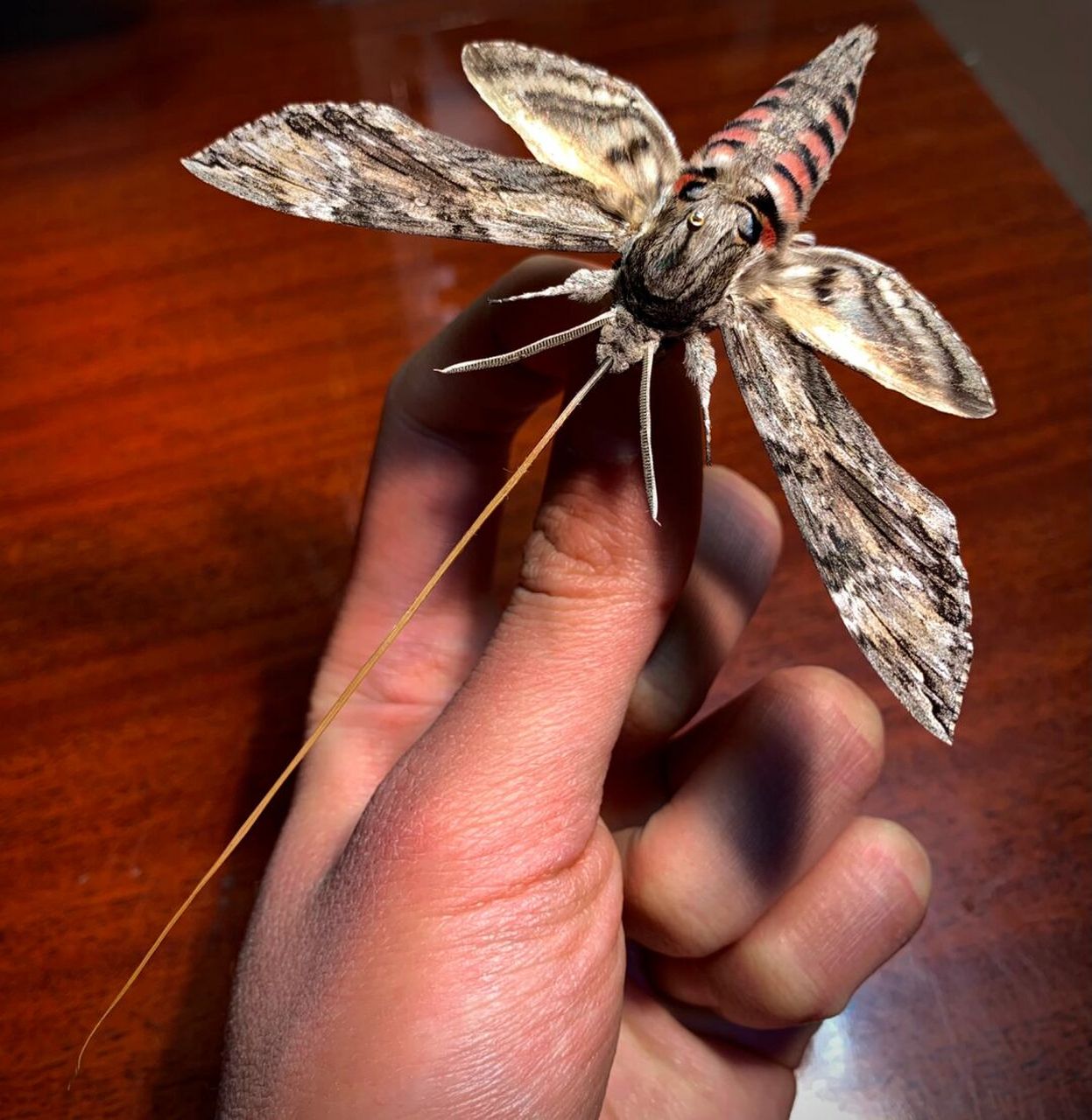 标本分享～ 烟草长喙天蛾[害羞]～#昆虫# #天蛾# #长喙天蛾# #昆虫