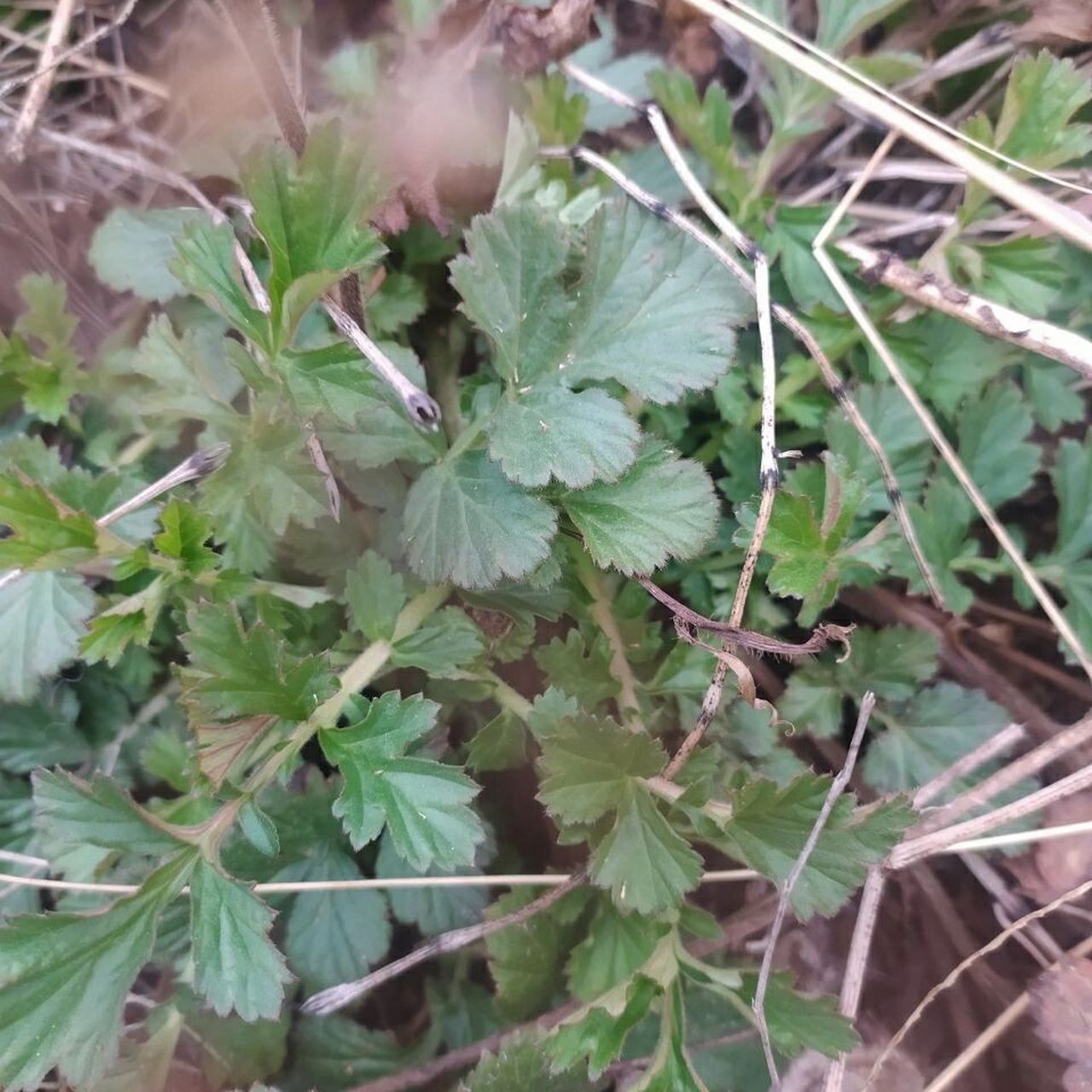 蓝布正的功效与作用 97益气健脾,补血养阴,润肺化痰 蓝布正为蔷薇科