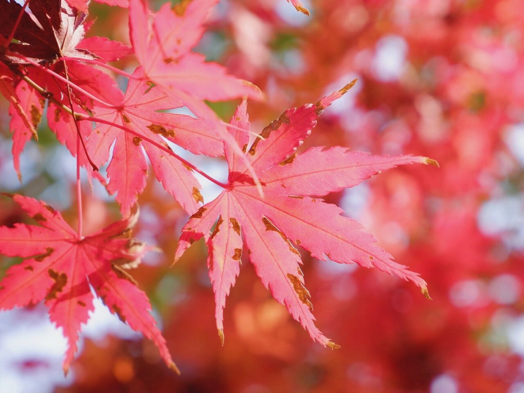 枫叶红了 红叶最多情 一语寄相思