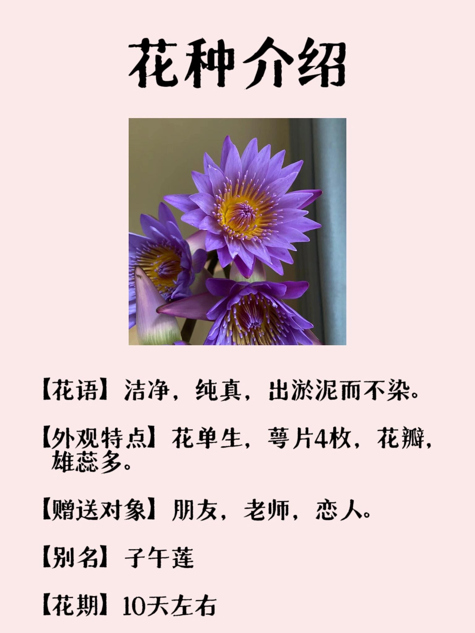 香槟睡莲花语图片