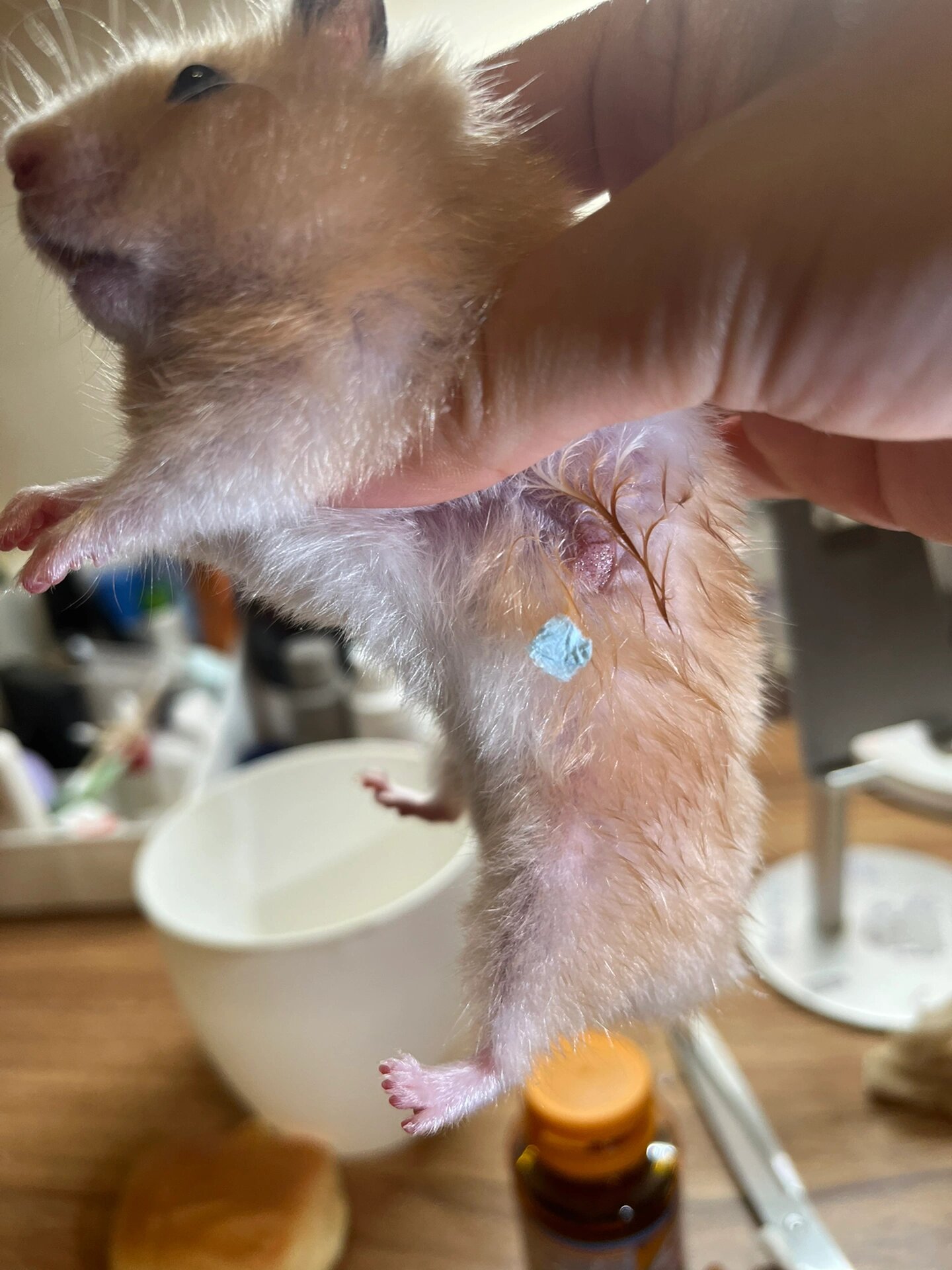 金丝熊发情香腺 妈蛋,有一天看到弟弟在笼子里到处蹭来蹭去,还一直舔