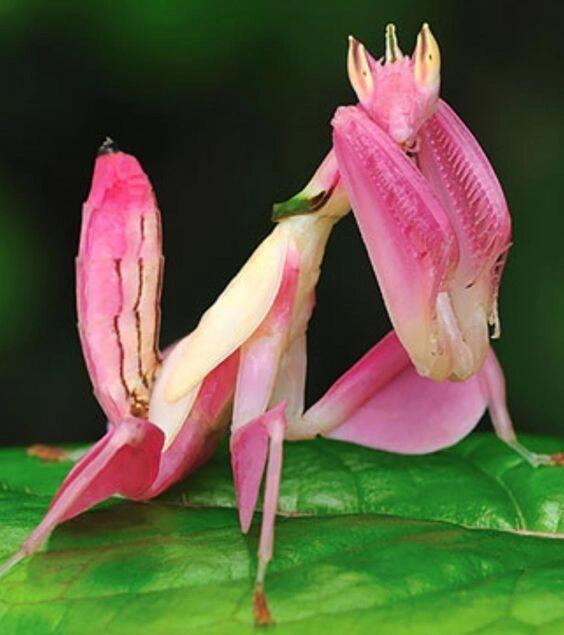 兰花螳螂,还可以当宠物养99好厉害的拟态 兰花螳螂(学名:hymenopus