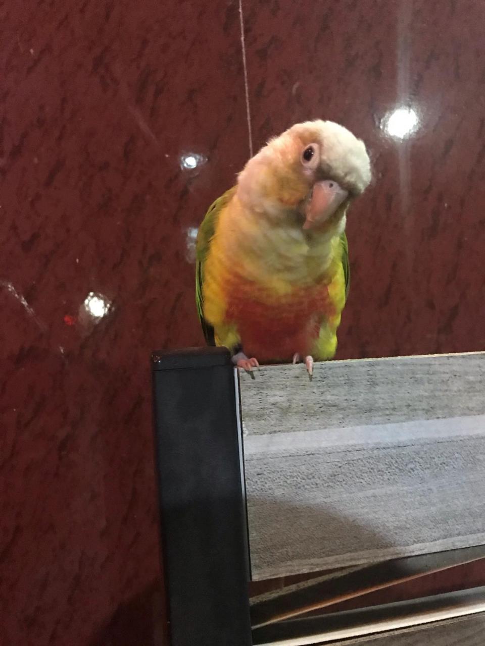 小太阳鹦鹉(绿颊锥尾鹦鹉) 小太阳是最近新开放的四种品种之一,但是有