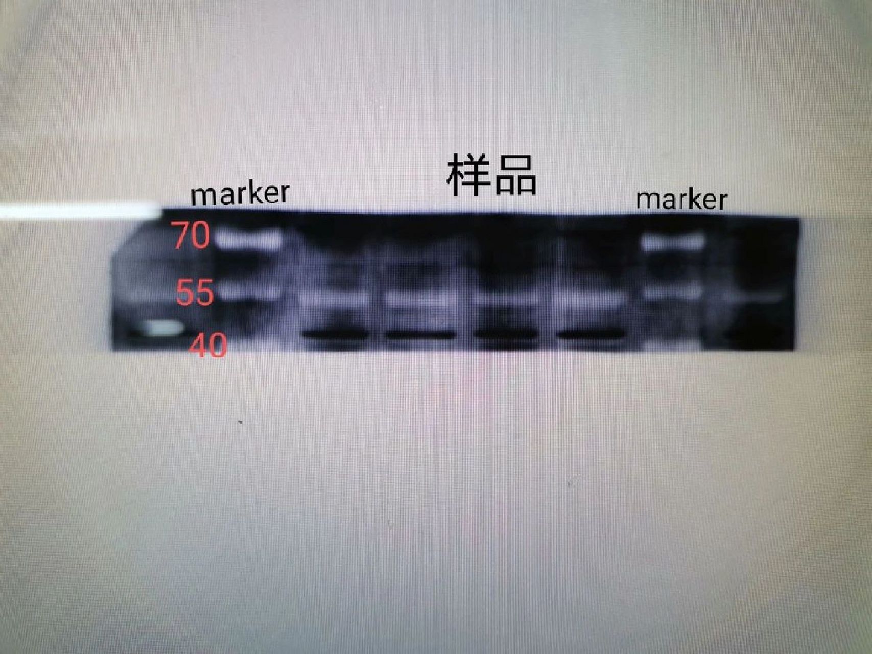 wb条带反白 我的目的条带大小是55kda,显影后发现目的条带以及marker