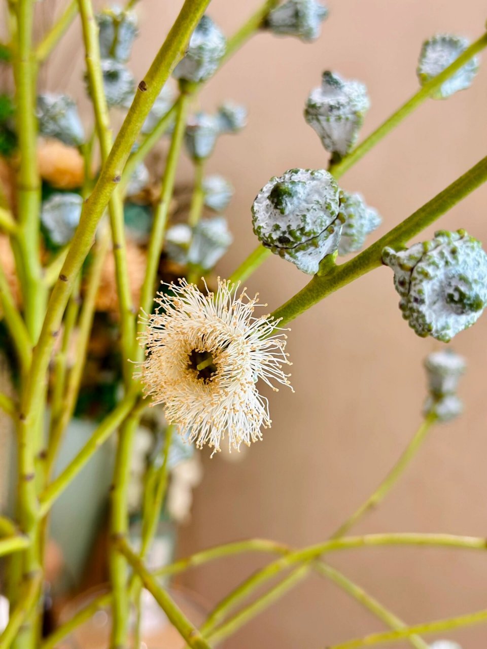 原来尤加利开花这么美!