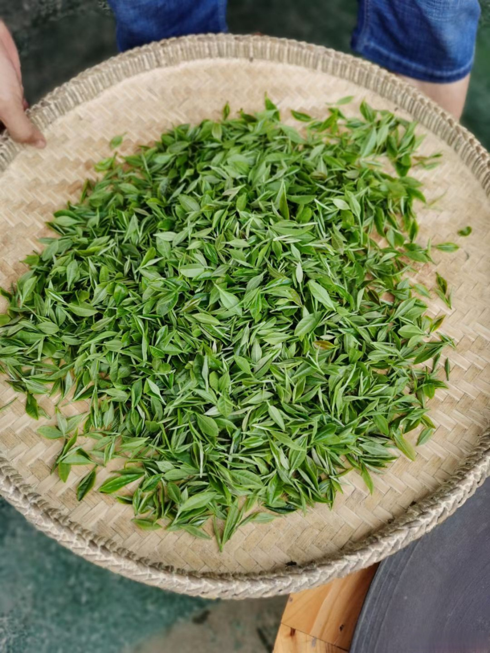 在贵州丹寨茶园当了一回采茶先生,体会了茶抖