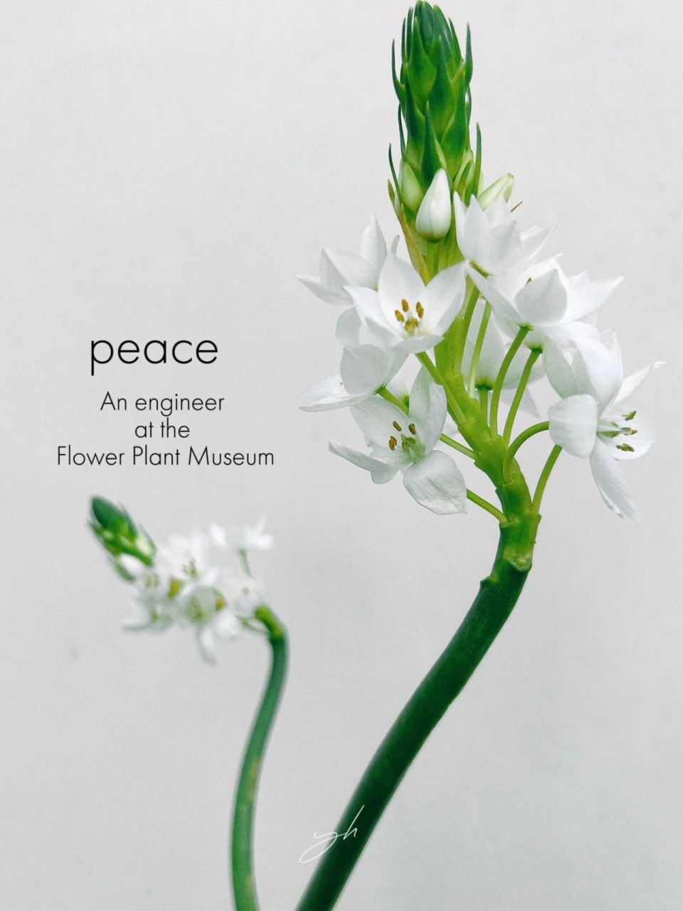 雀梅的花语坚韧顽强,希望所有生命平安归来