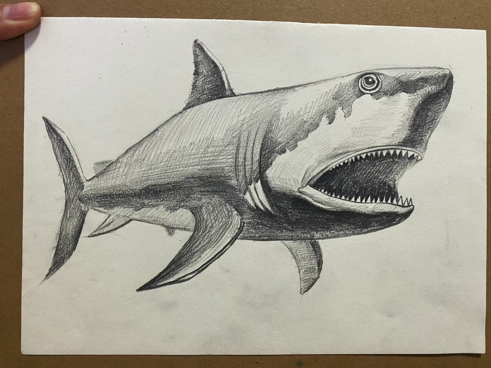 素描鲨鱼00|详细步骤94 00
