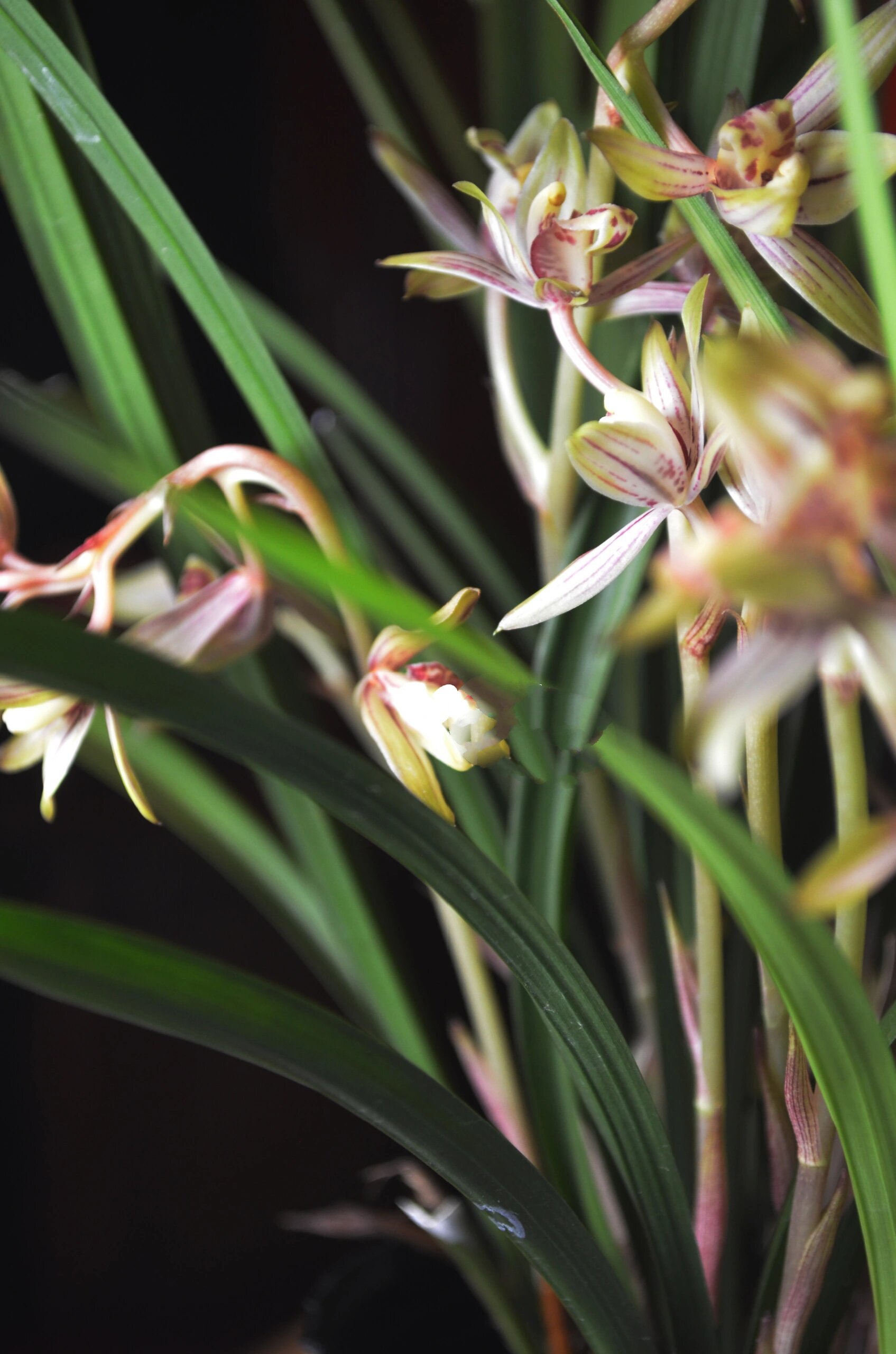 【建兰】香妃(绿鸟嘴) 继续上户口～ 开成这样了,底部花剑还在继续上