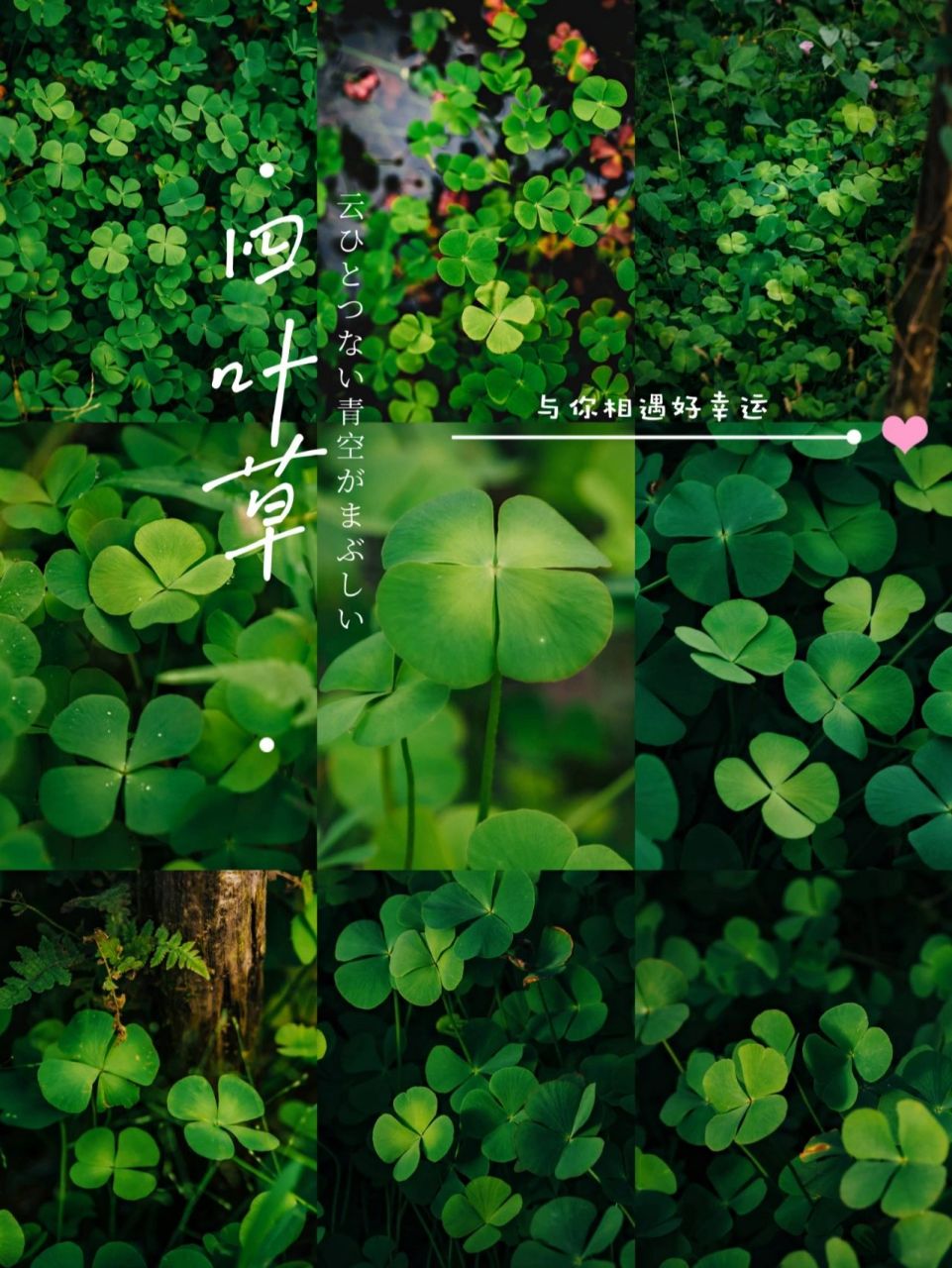 四叶草92高清图来了!