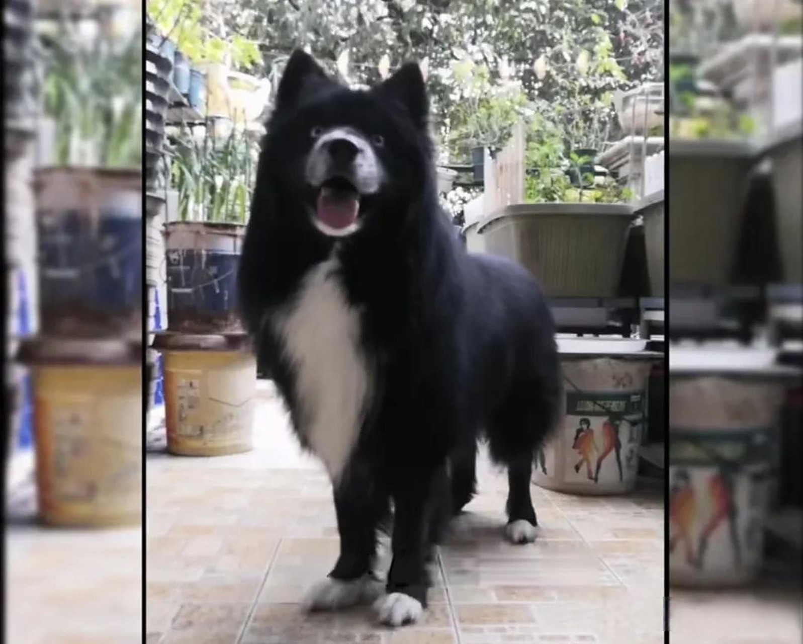 哈士奇 边牧,串出来既聪明又会拆家的狗子了