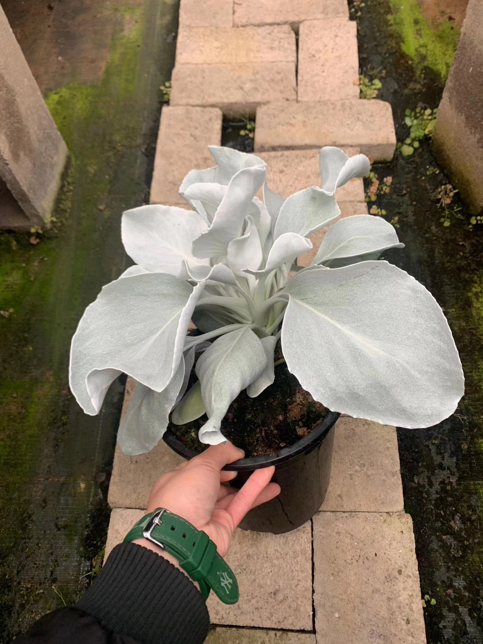 07新品稀有银叶菊"天使之翼" 荷兰进口原盆银叶菊"angel wings"