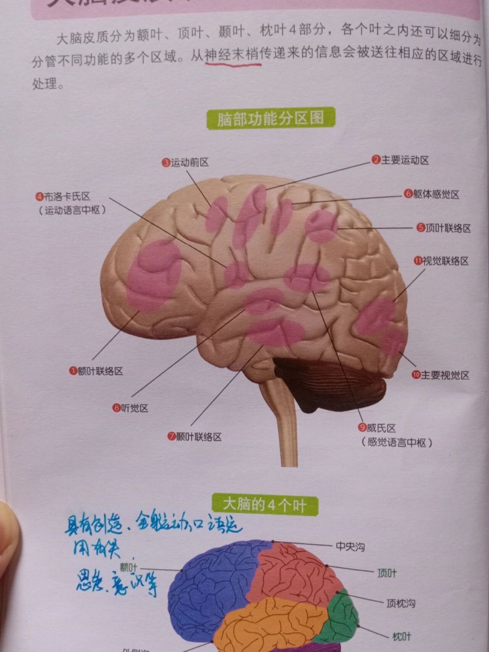 医学解剖—大脑功能分区 大脑被脑沟划分为额叶,顶叶,题叶,枕叶4个