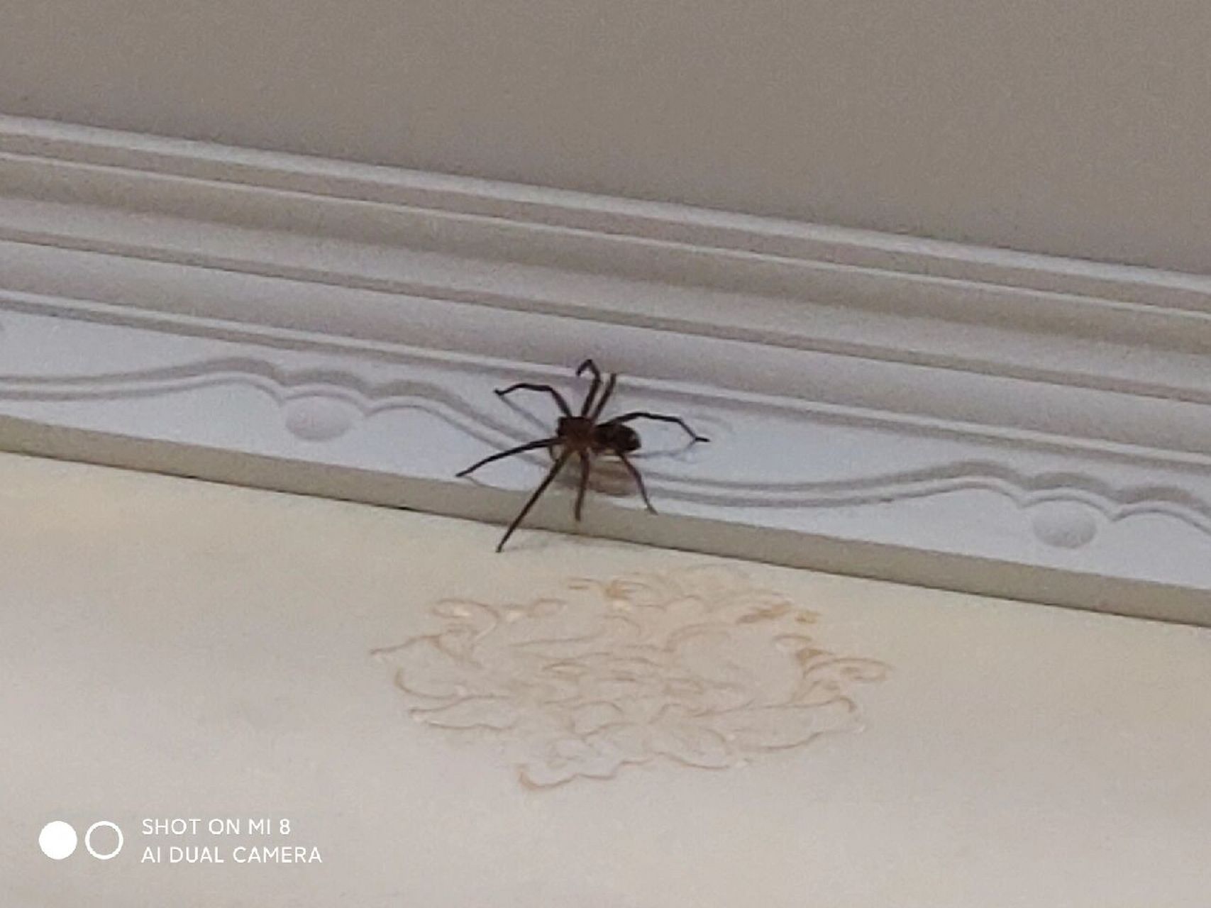 家里有个大黑蜘蛛! 这是个什么品味,咬人不?