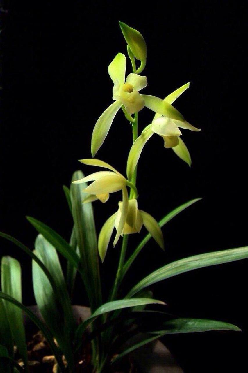 《题兰花图》 刘基 〔明代〕 幽兰花,在空山. 美人爱之不可见.