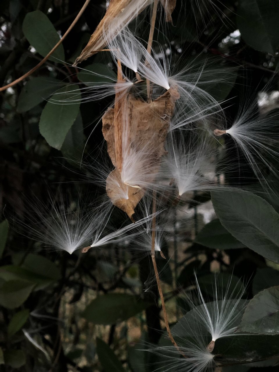 萝摩|仙气与童趣都要的《诗经》植物 别名飞来鹤,如果你见过它的果荚
