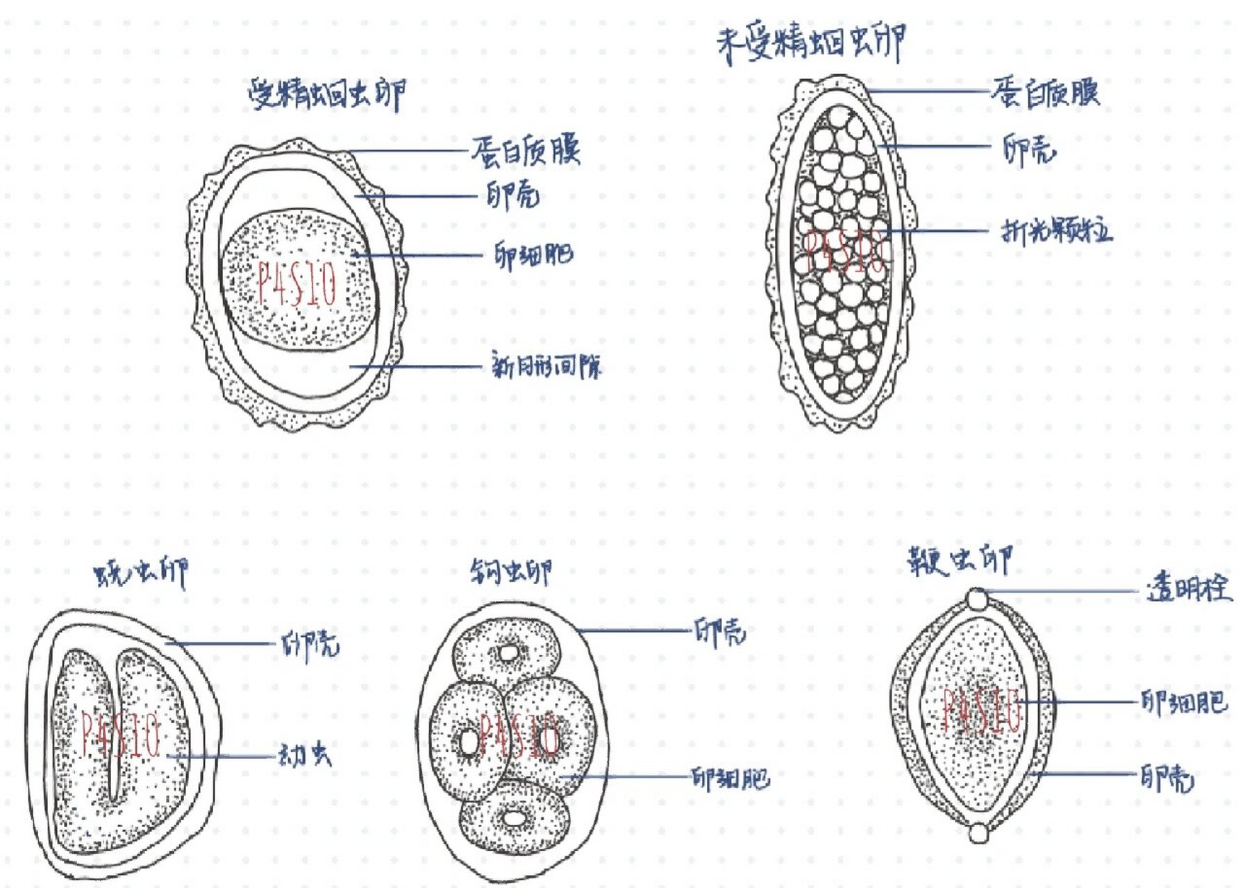 寄生虫绘图作业 受精蛔虫卵 未受精蛔虫卵 蛲虫卵 鞭虫卵 钩虫卵 肺