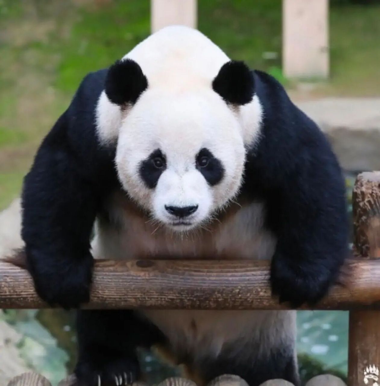 乐宝是个自律且有魅力的男熊 从小时候的好笑,到现在的好man真的好爱