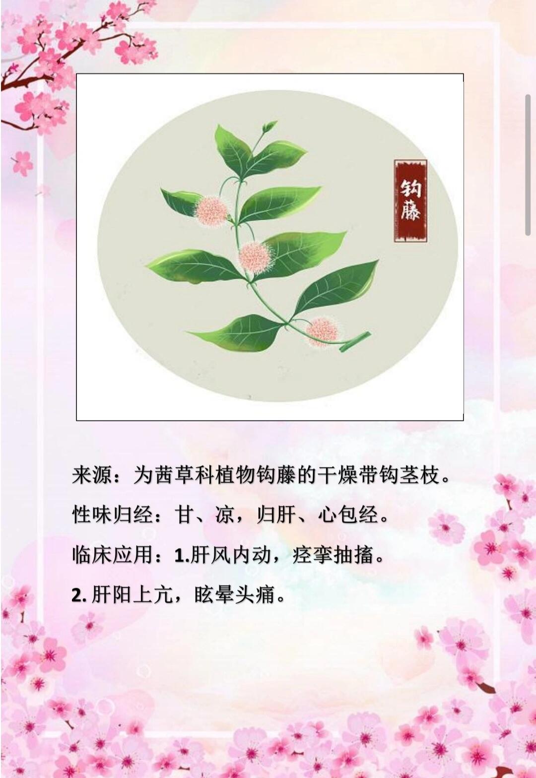 钩藤的药用价值图片