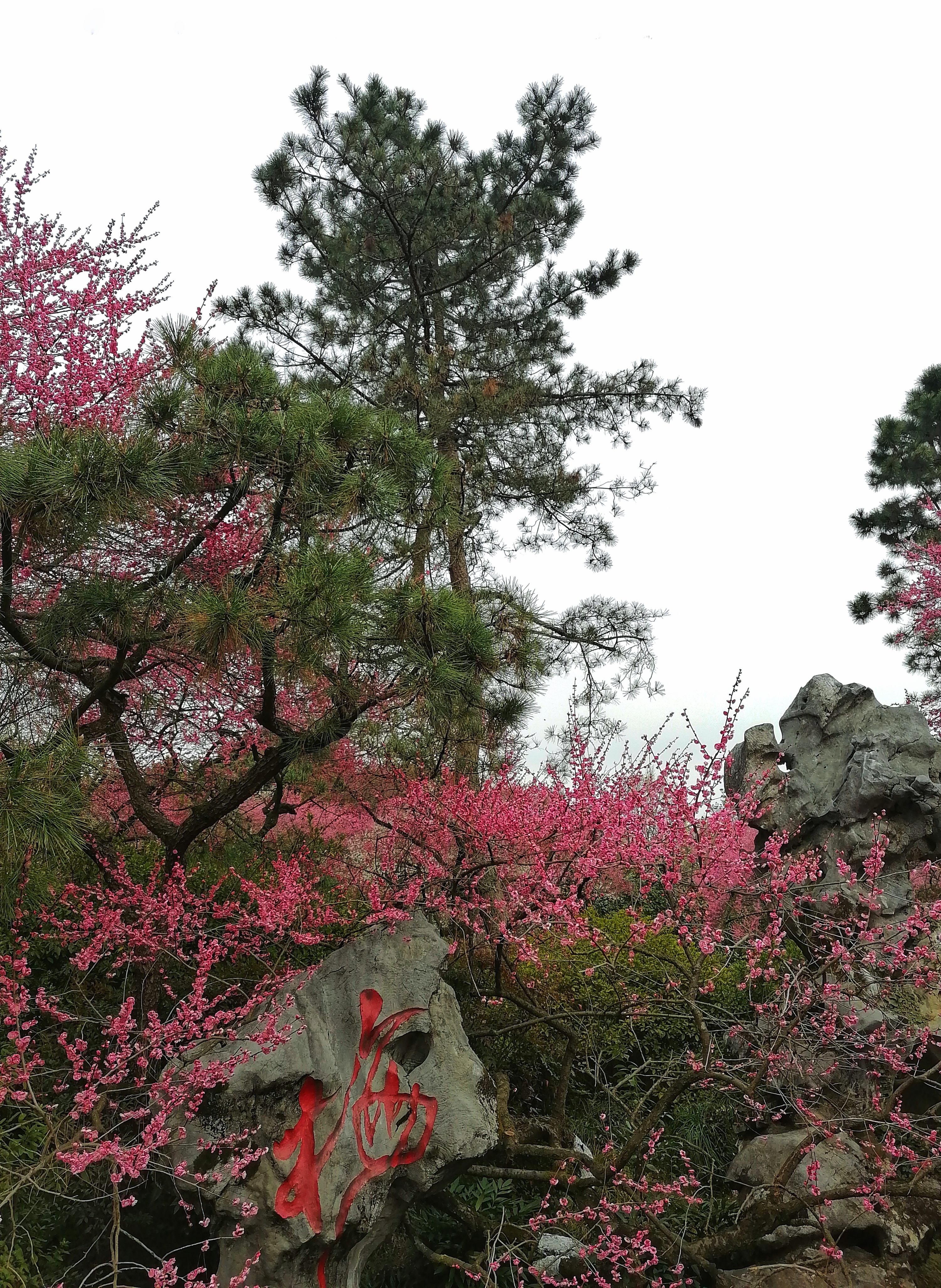 灵峰探梅图片