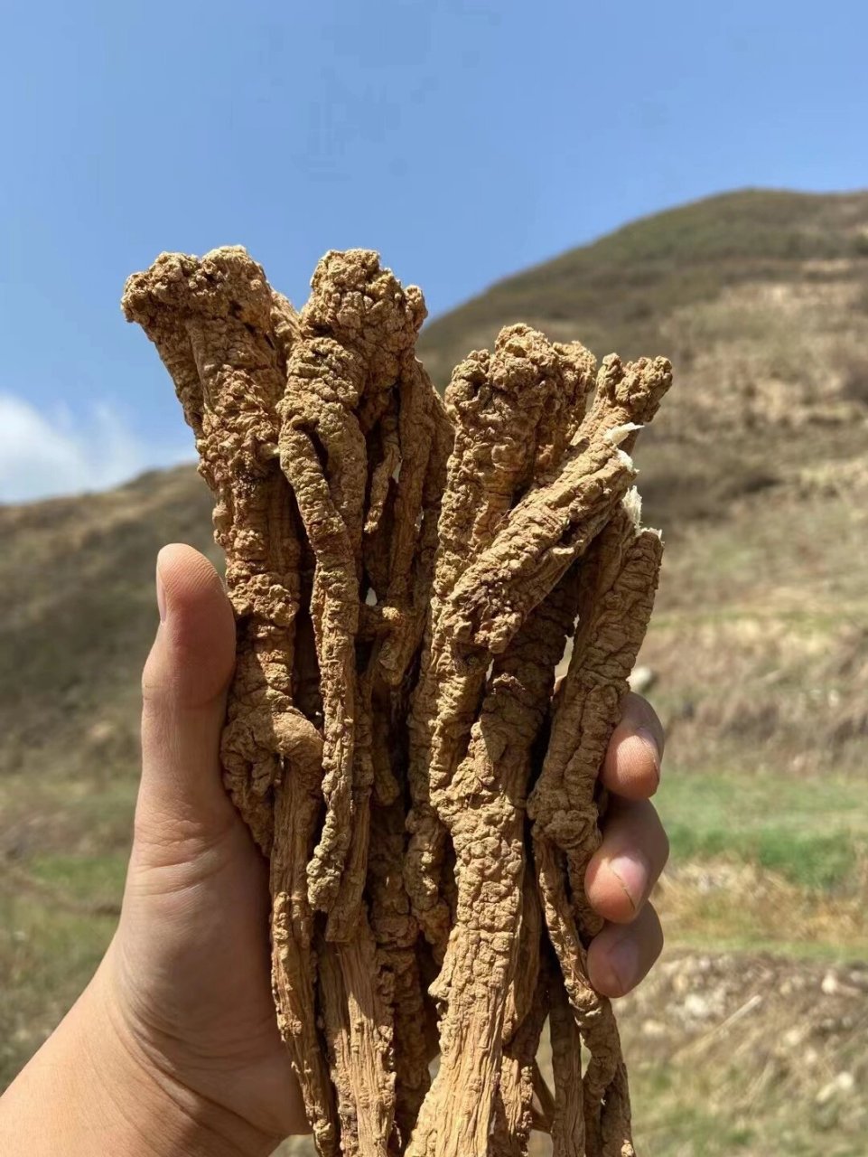 多年生的野生党参就是这样的嚼一口淡淡的 多年生的野生党参就是这样