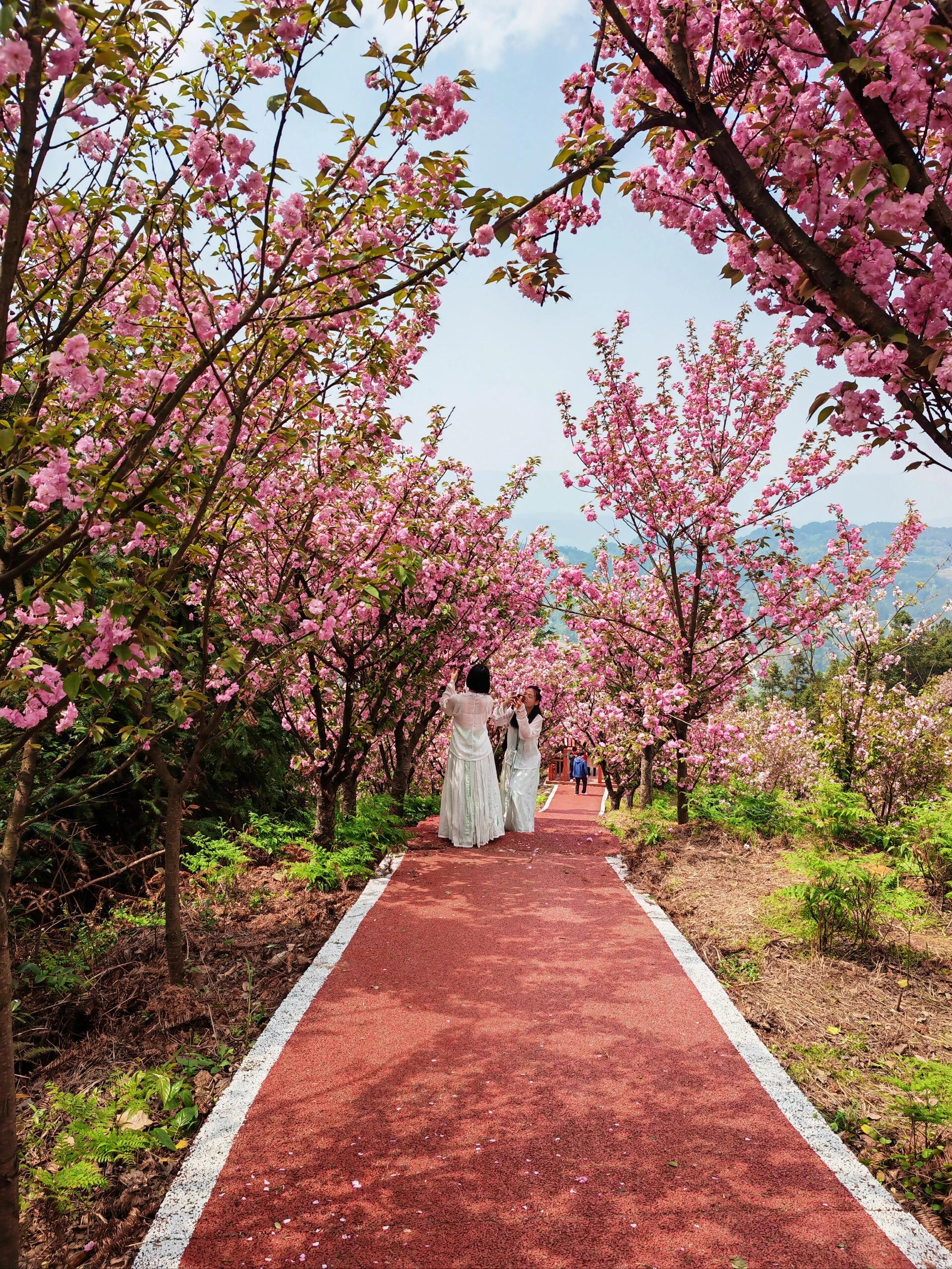 巴南区鱼洞樱花山公园图片