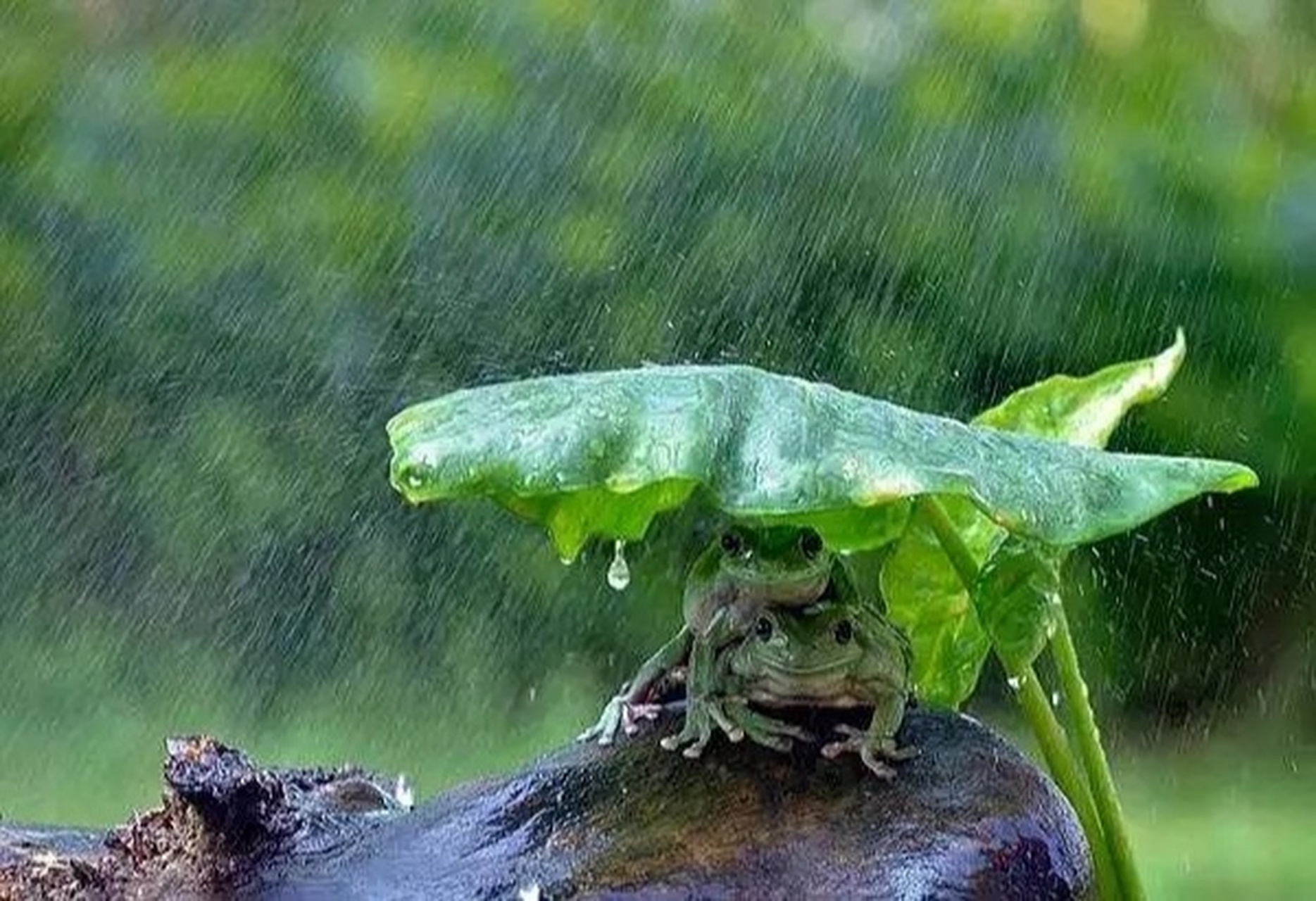 看图写话 青蛙躲雨 夏天的一个午后,小青蛙蹲在圆圆的荷叶上呱呱地放