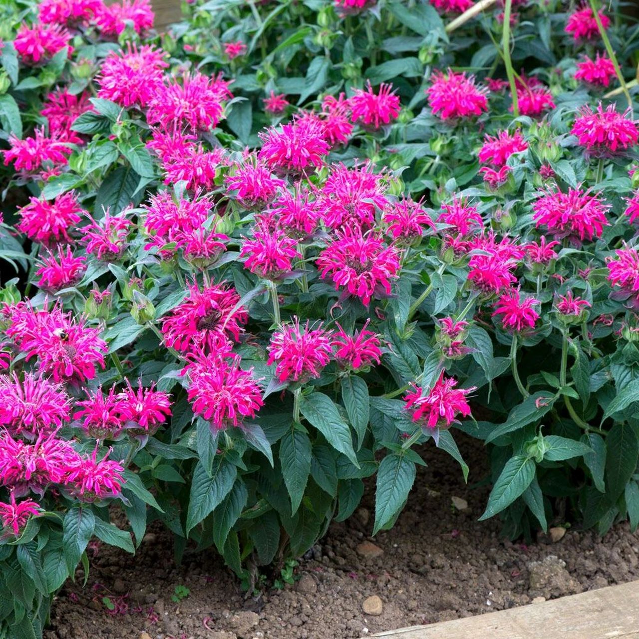 植物大赏|矮生美国薄荷"美人香"系列 全新的矮生型美国薄荷品种"美人