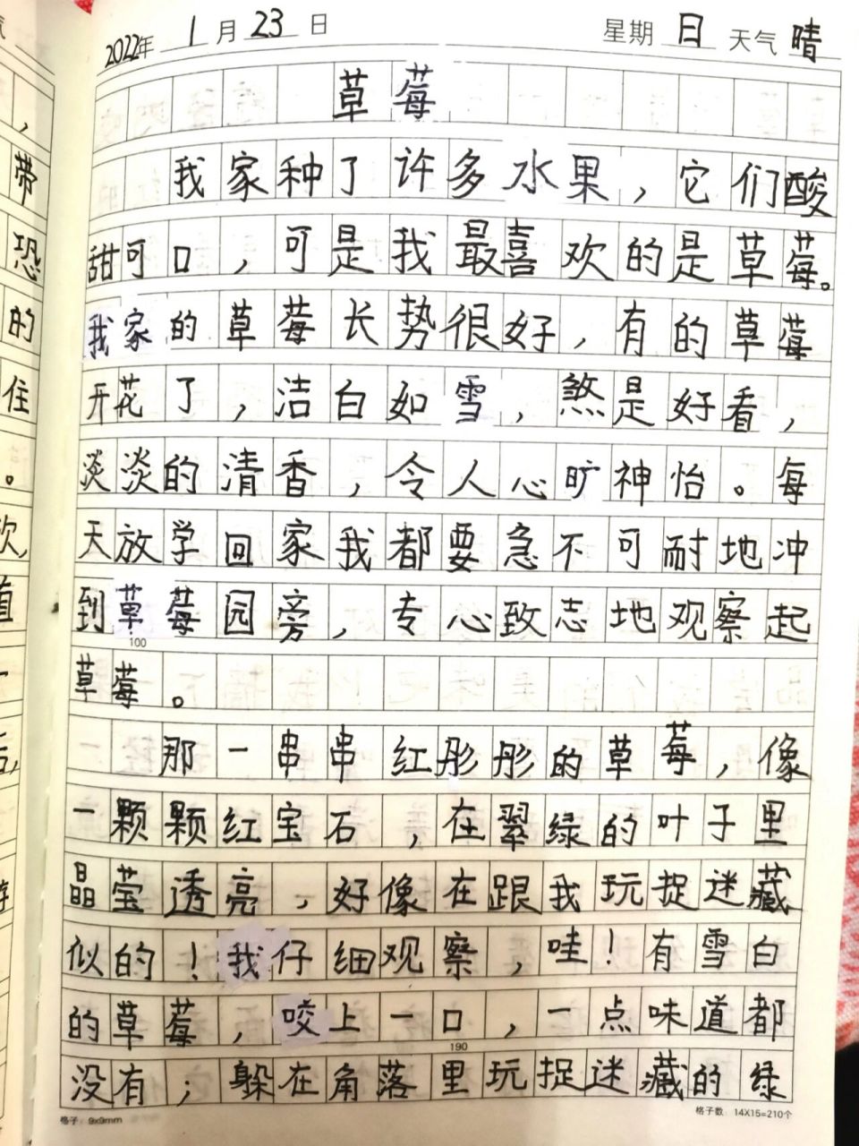 三年级寒假作业,观察日记—草莓