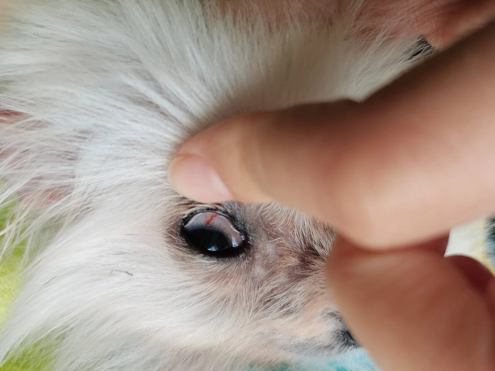 求告知050505 请问狗狗眼睛里红色的这种是眼线虫嘛 05