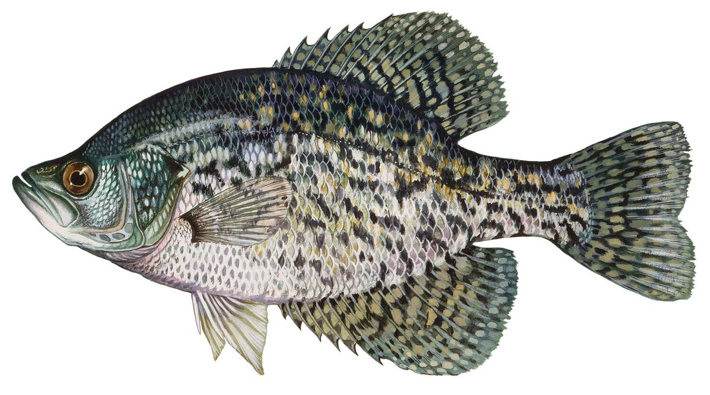 莓鲈crappie,北美入门攻略淡水篇01 莓鲈又名皮皮