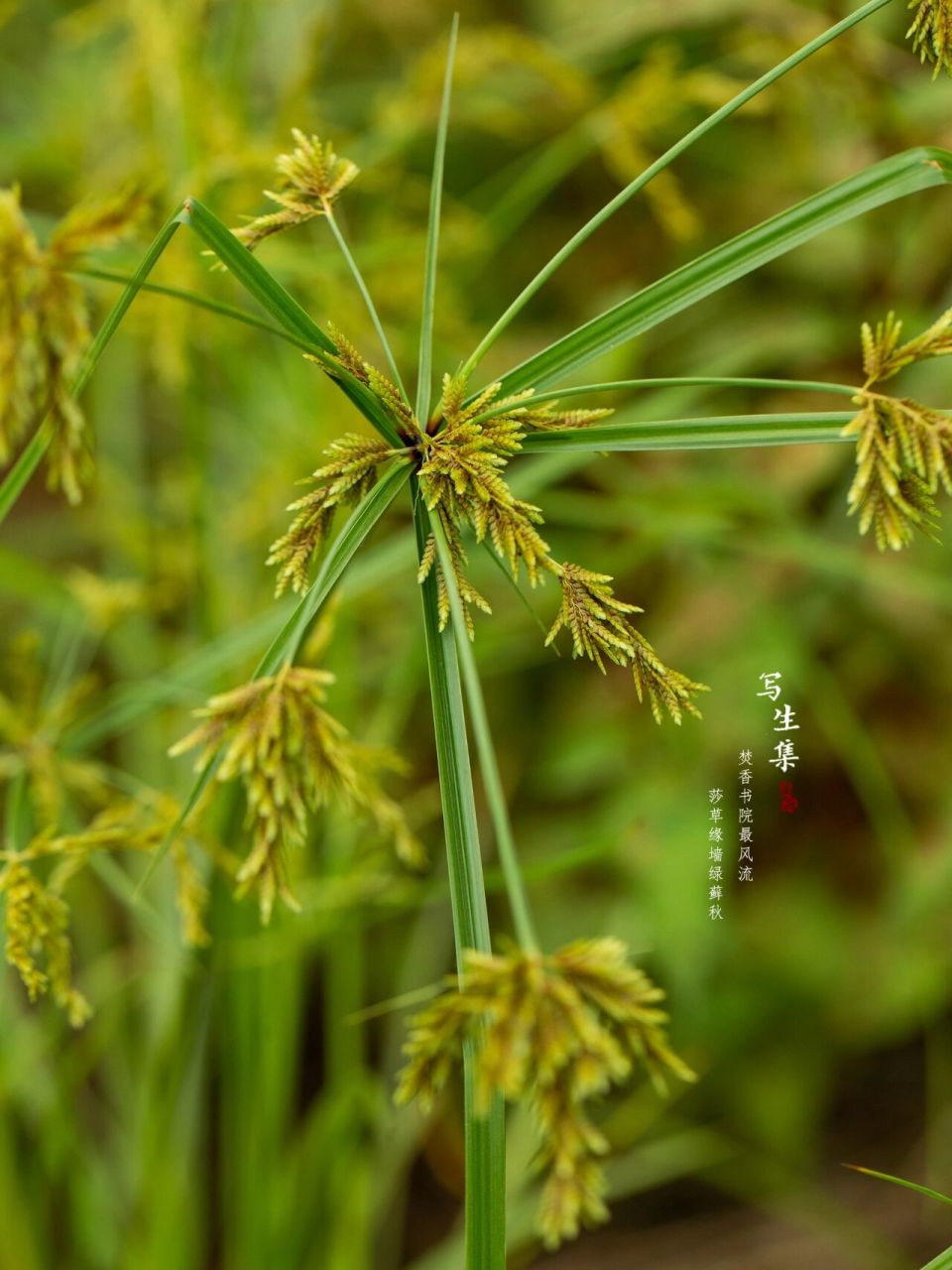 碎米莎草(拉丁学名:cyperus iria l.):别名:三方草.