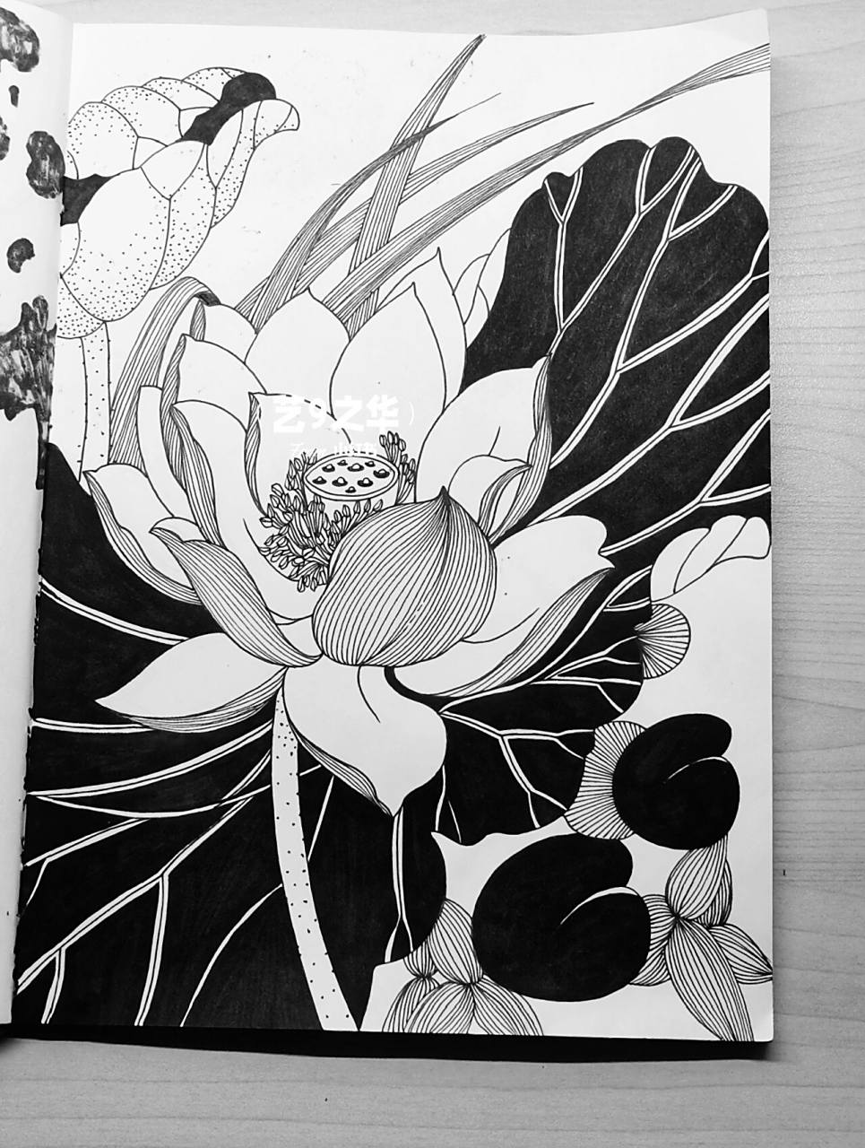 荷花 开心就好       图片