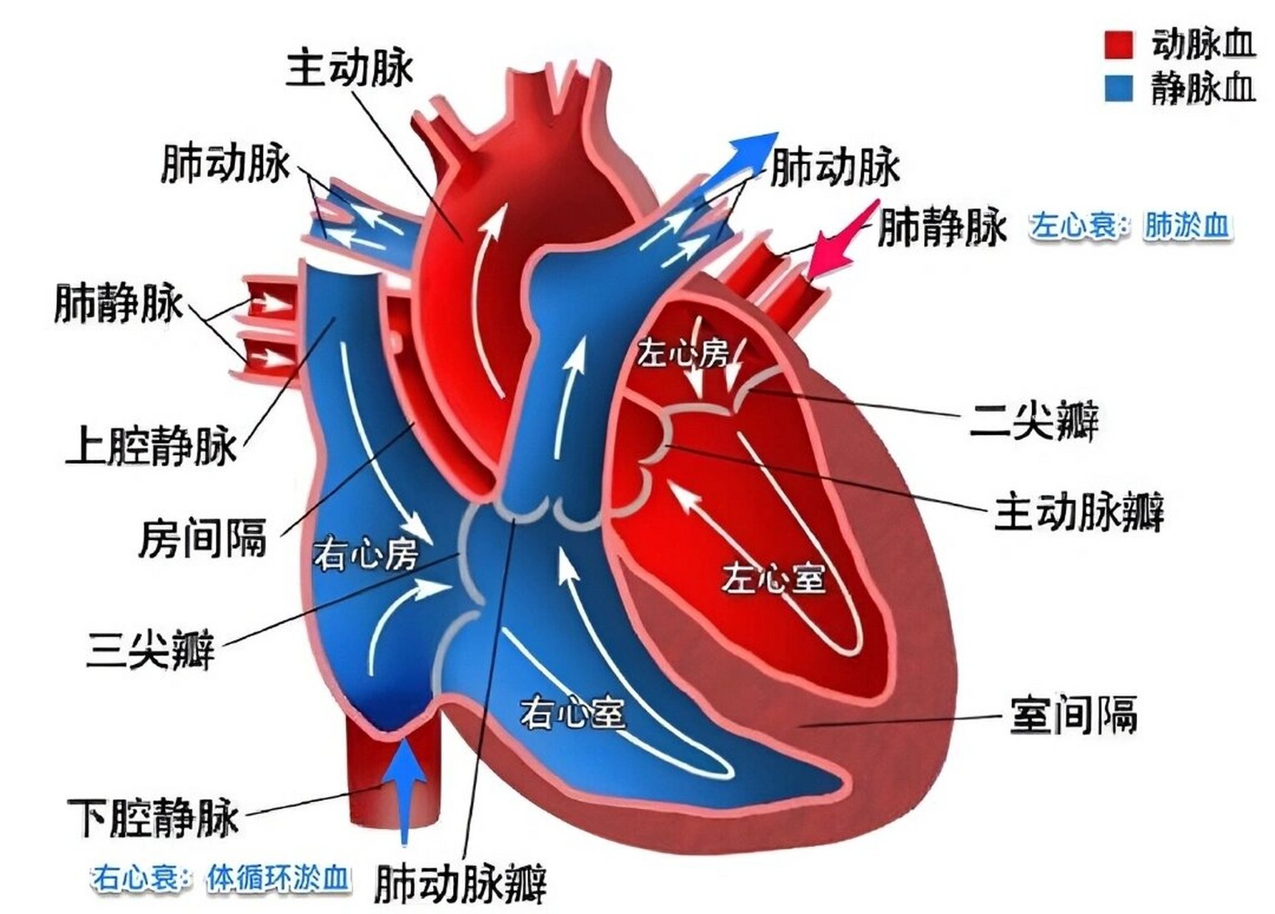 心脏中心房心室图图片