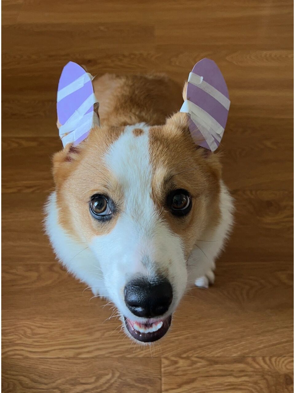 柯基立耳 胶带绑耳朵立得最快 补钙,钙膏,钙磷粉,吃了快两个月了 快半