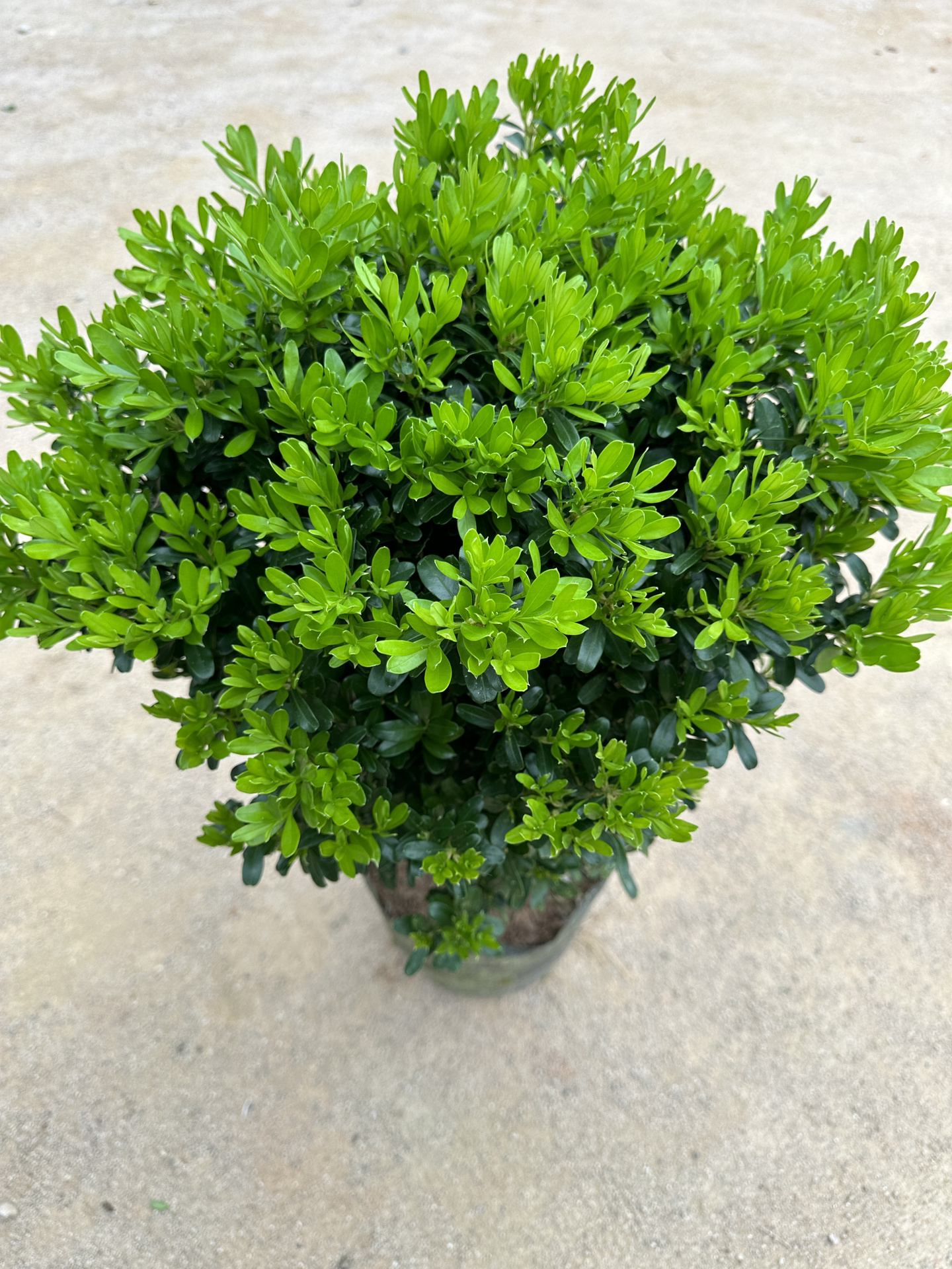 雀舌黄杨 小叶黄杨 黄杨