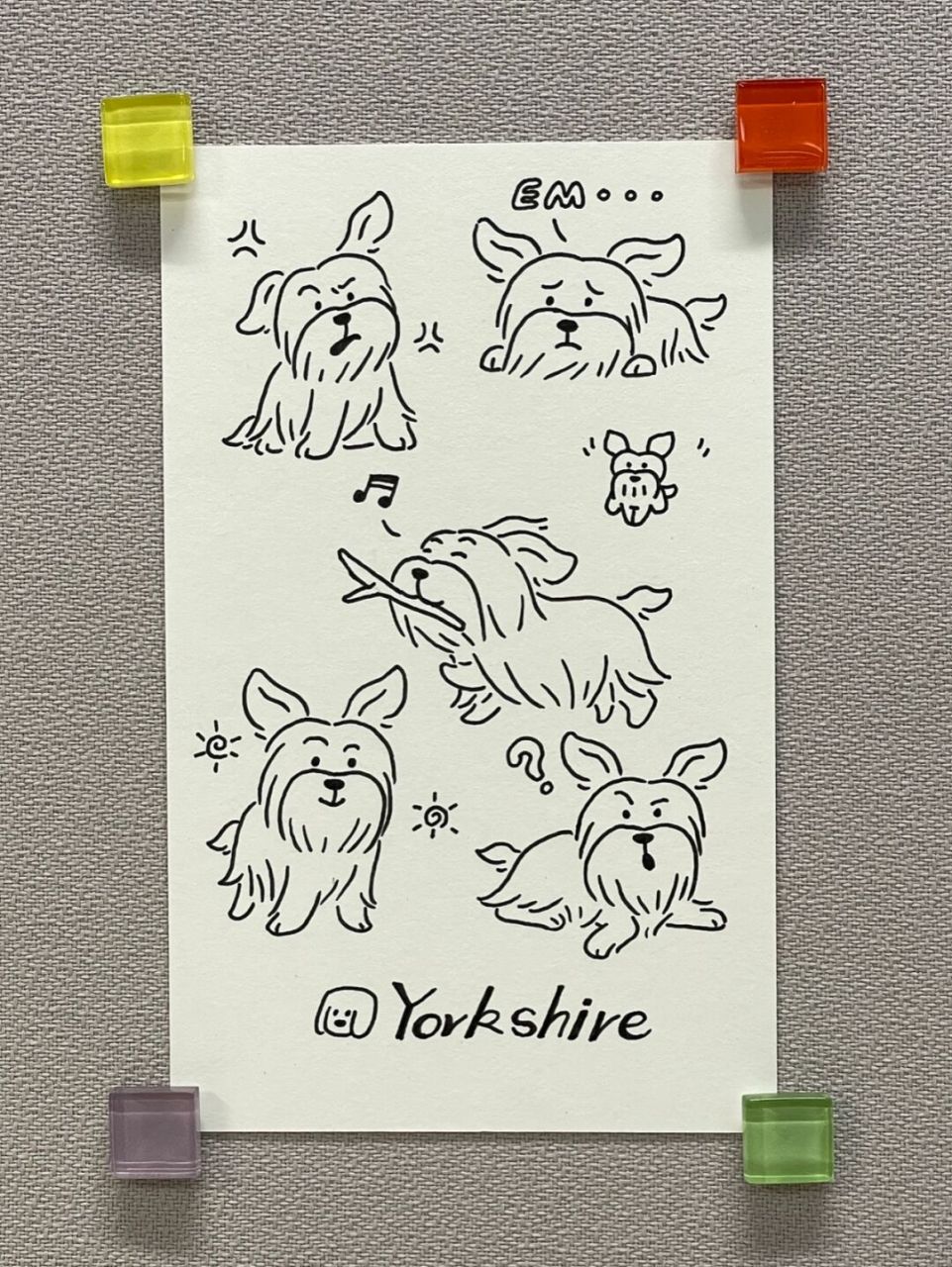 哈哈哈哈～机灵又可爱[偷笑][偷笑][偷笑] #约克夏##狗狗日常##狗狗