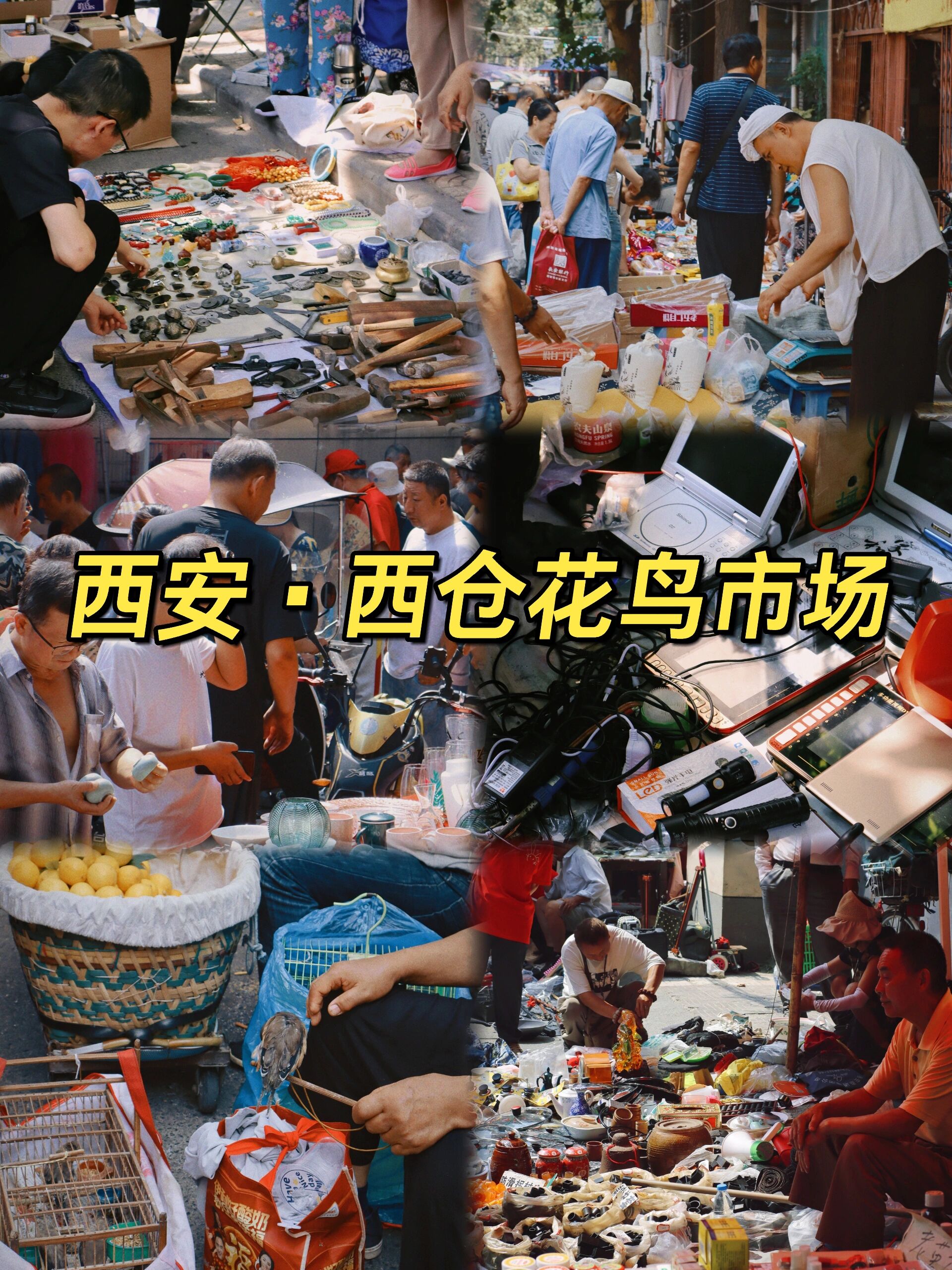 西安宝藏地方推荐‖西仓花鸟市场 西仓说是花鸟市场,但又不仅限于花鸟