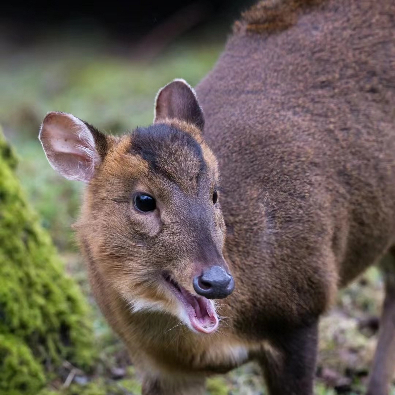 紫金山生活着一种可爱的鹿科动物,它们是远 近闻名的"跨栏高手":黄麂