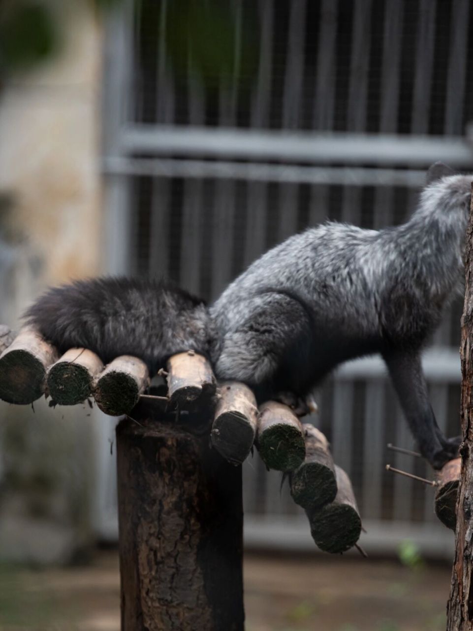 看动物园的大尾巴狐狸打架02 大尾巴的小狐狸 看着可可爱爱的 脾气