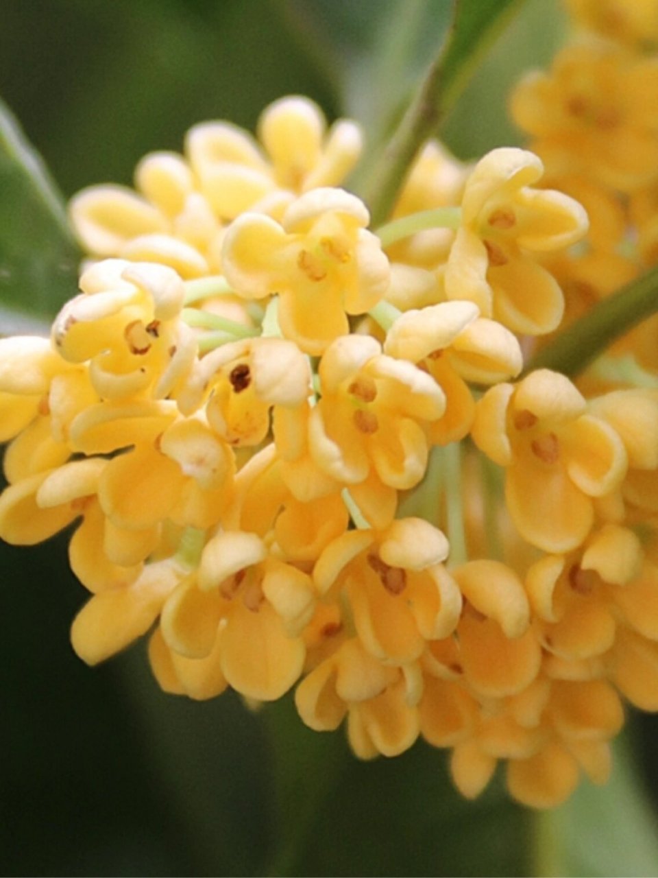 桂花不会在枝头枯萎 桂花花蕊出现褐色的小点, 或者花瓣一碰就掉, 再